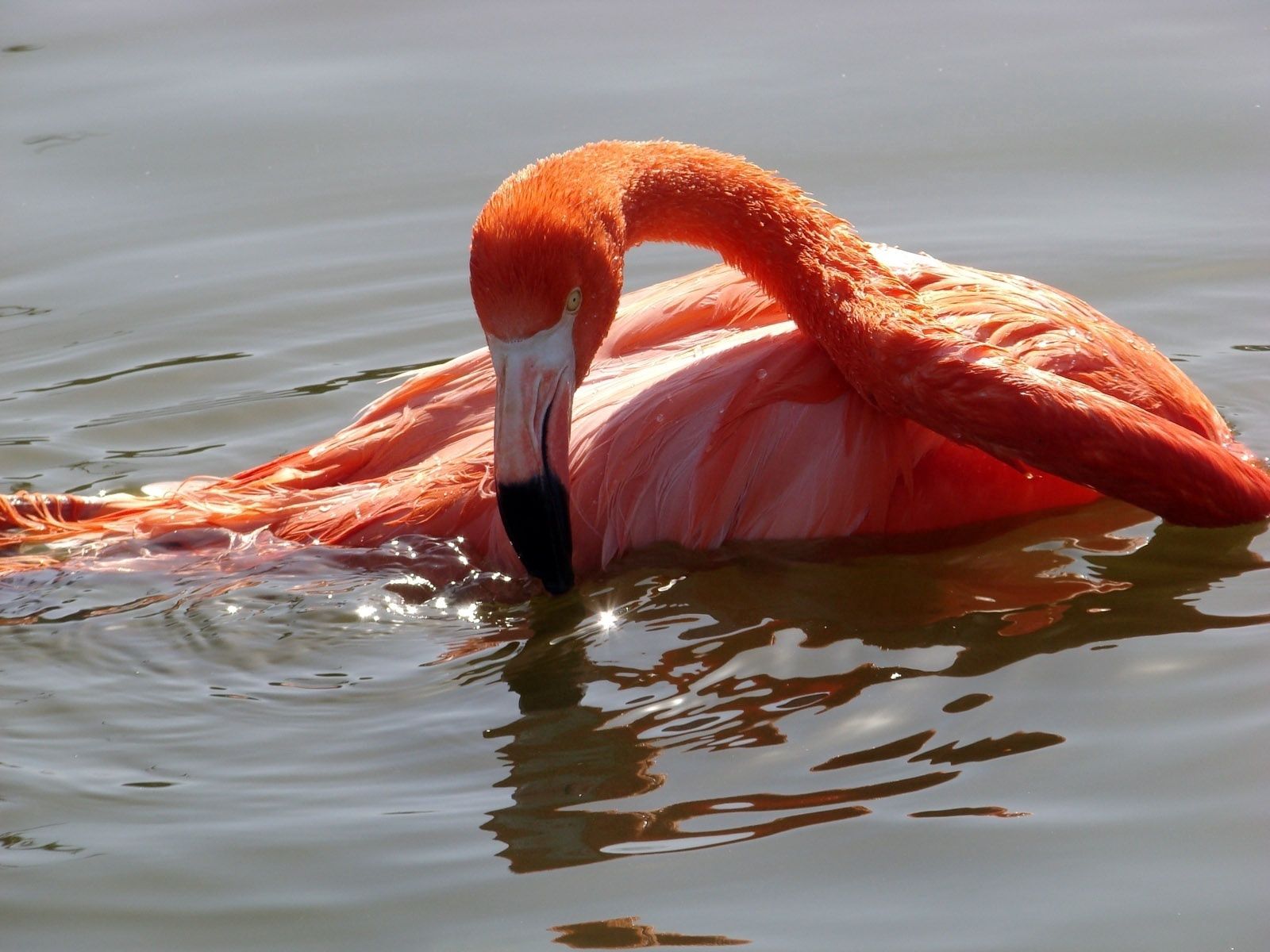 91907 скачать обои вода, фламинго, животные, птица, купание - заставки и картинки бесплатно