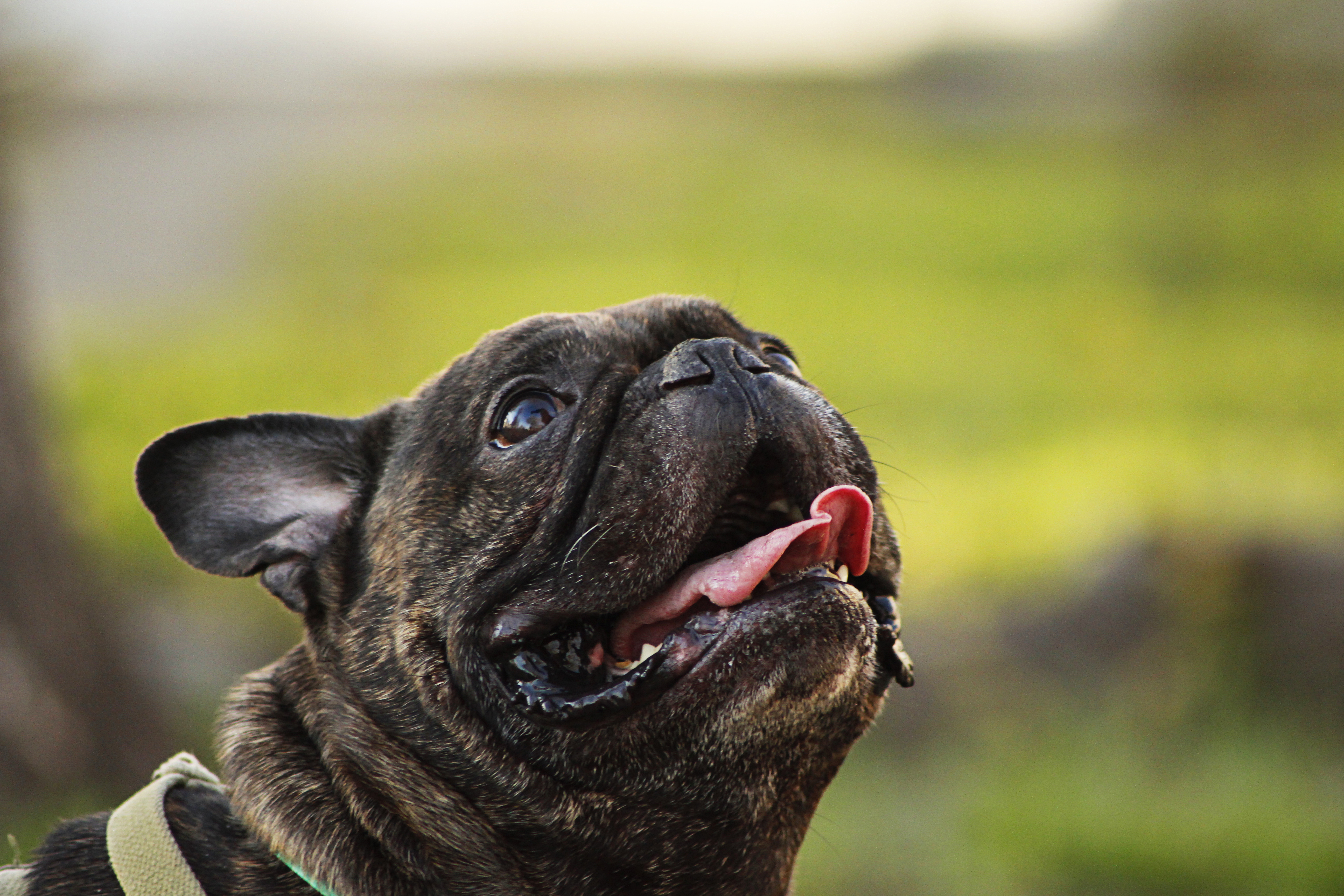 301577 descargar imagen bulldog francés, animales, perros: fondos de pantalla y protectores de pantalla gratis