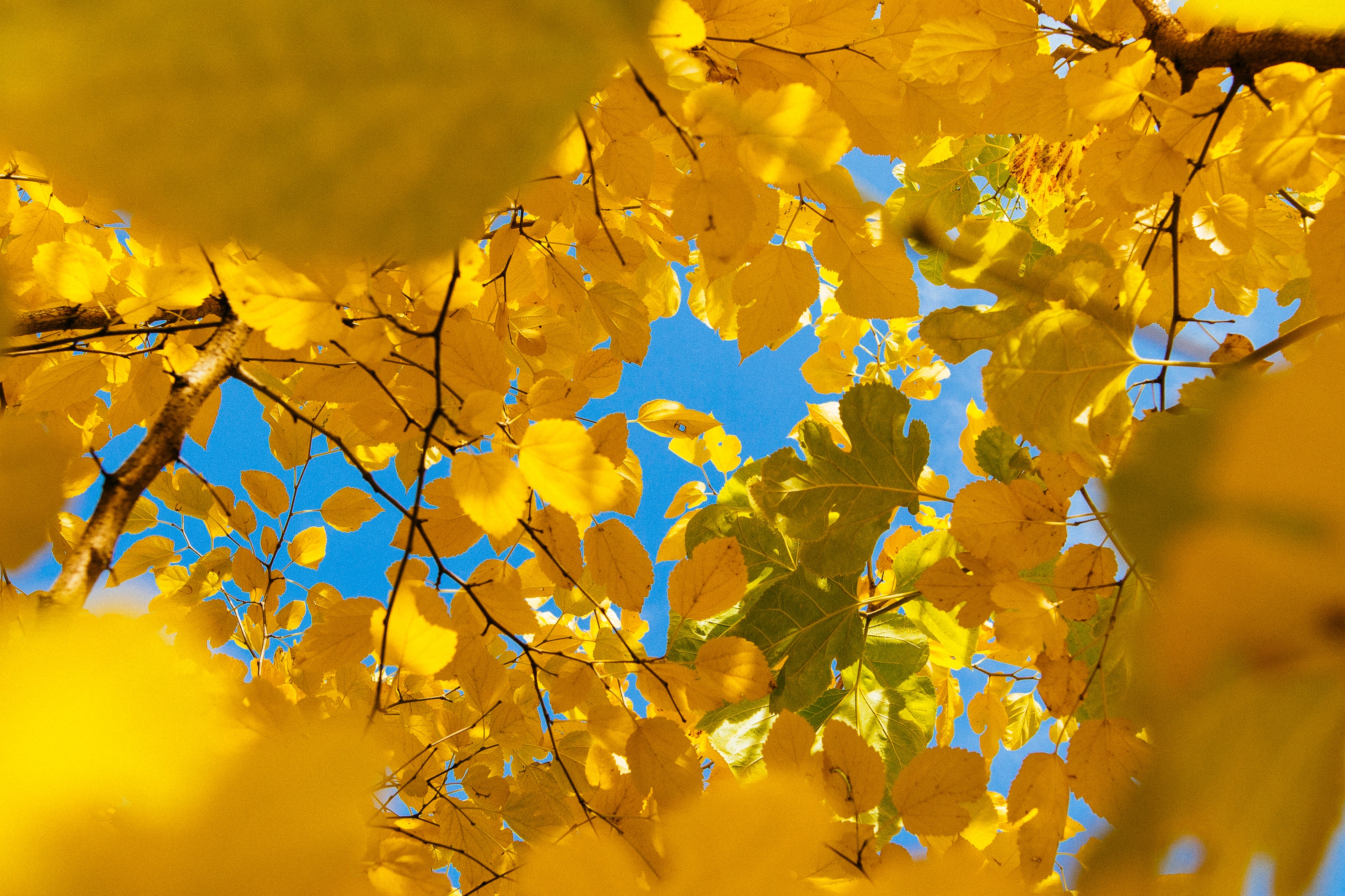 150745 завантажити шпалери жовтий, осінь, природа, листя, гілки, відділень - заставки і картинки безкоштовно