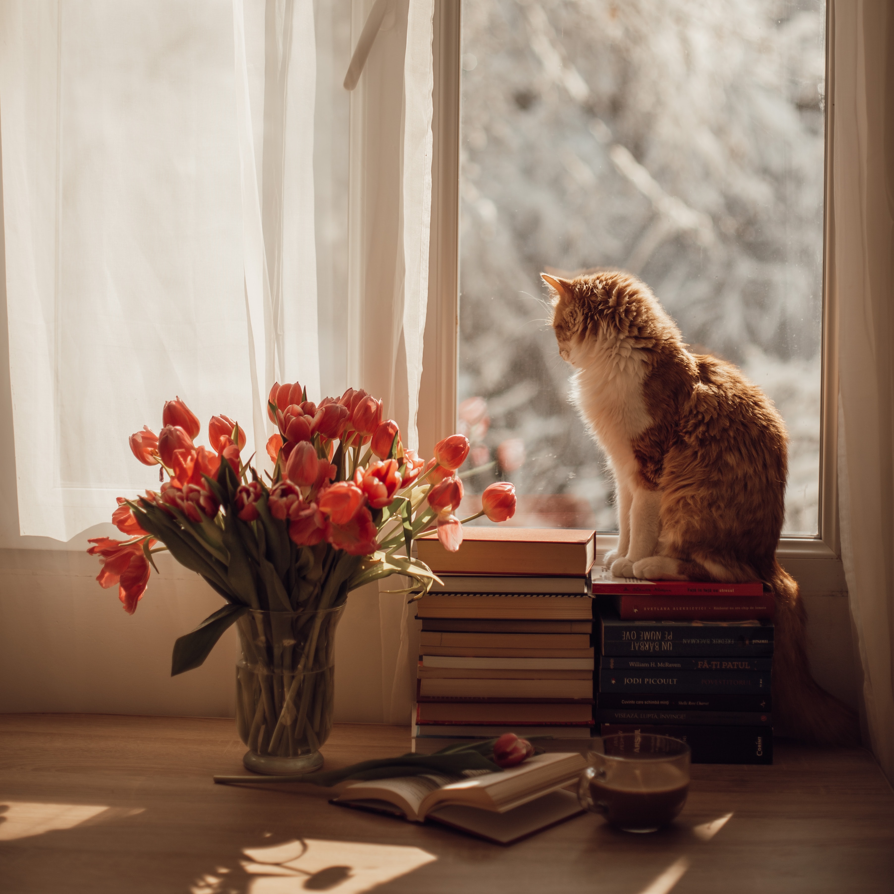 tulips, animals, flowers, cat, pet, window