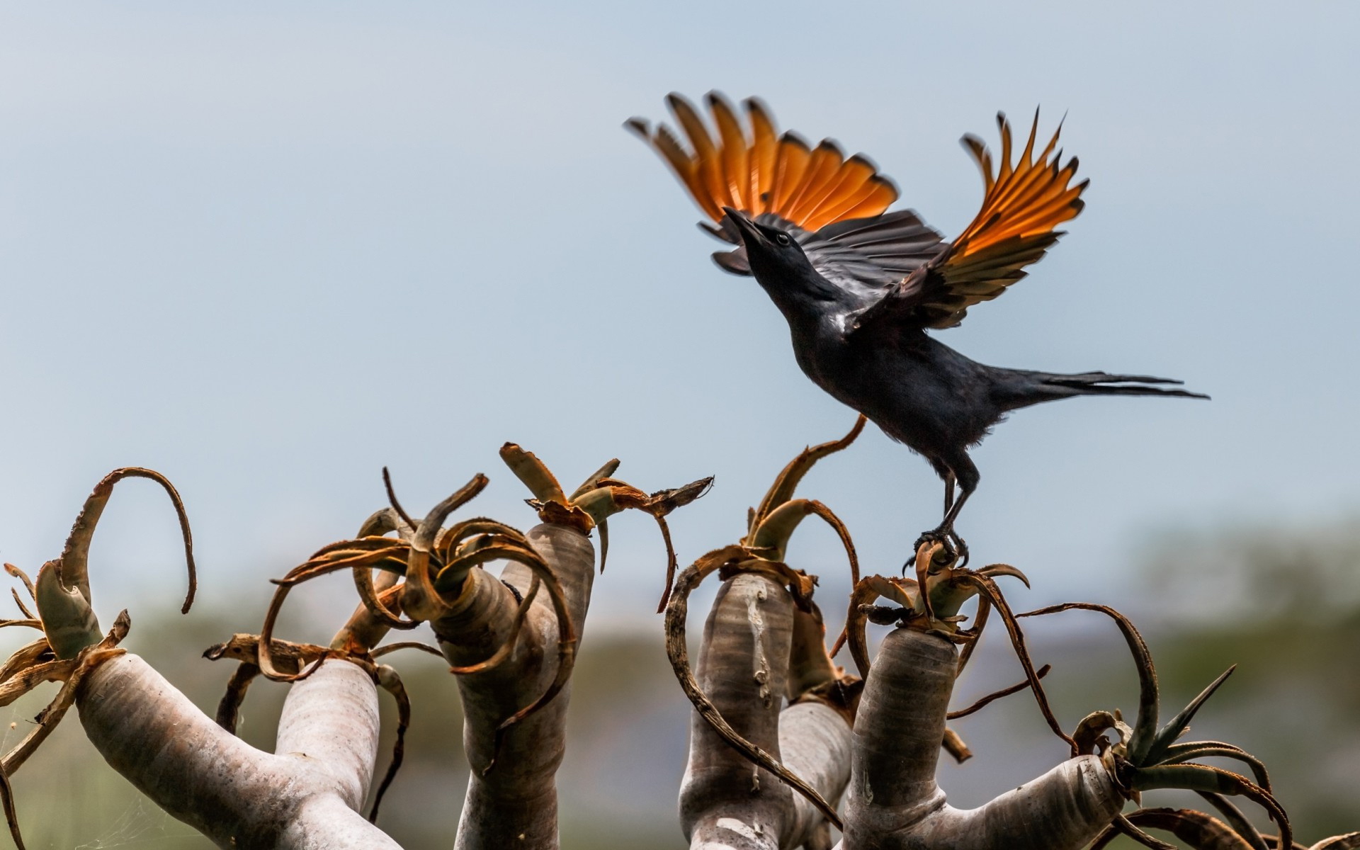 Baixe gratuitamente a imagem Pássaro, Aves, Animais na área de trabalho do seu PC