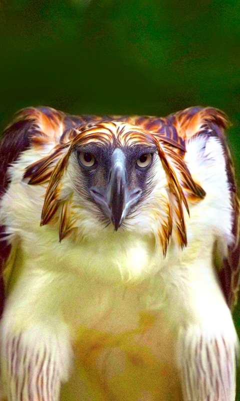 1129322 descargar fondo de pantalla animales, águila filipina, pájaro, ave, aves: protectores de pantalla e imágenes gratis