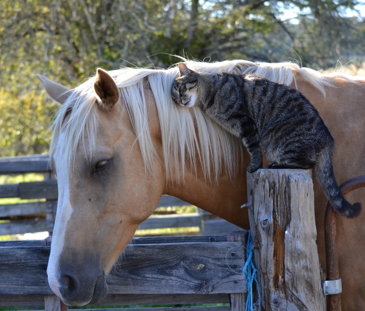 Скачать обои бесплатно Животные, Кот, Кошка, Лошадь, Домашние Питомцы картинка на рабочий стол ПК