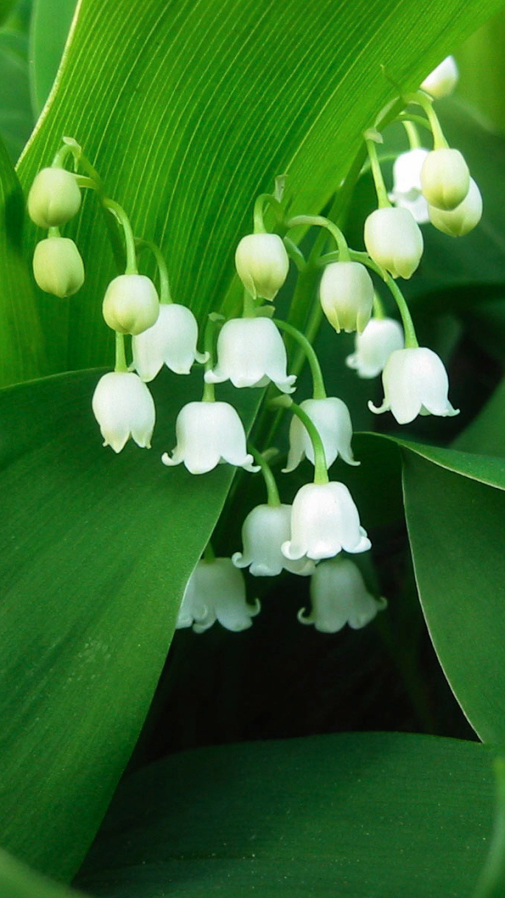 Download mobile wallpaper Flowers, Lily Of The Valley, Flower, Earth, White Flower for free.