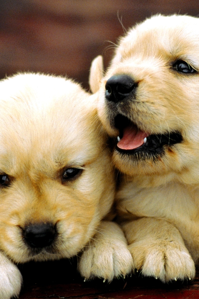無料モバイル壁紙動物, 犬, 子犬, ゴールデンレトリバーをダウンロードします。