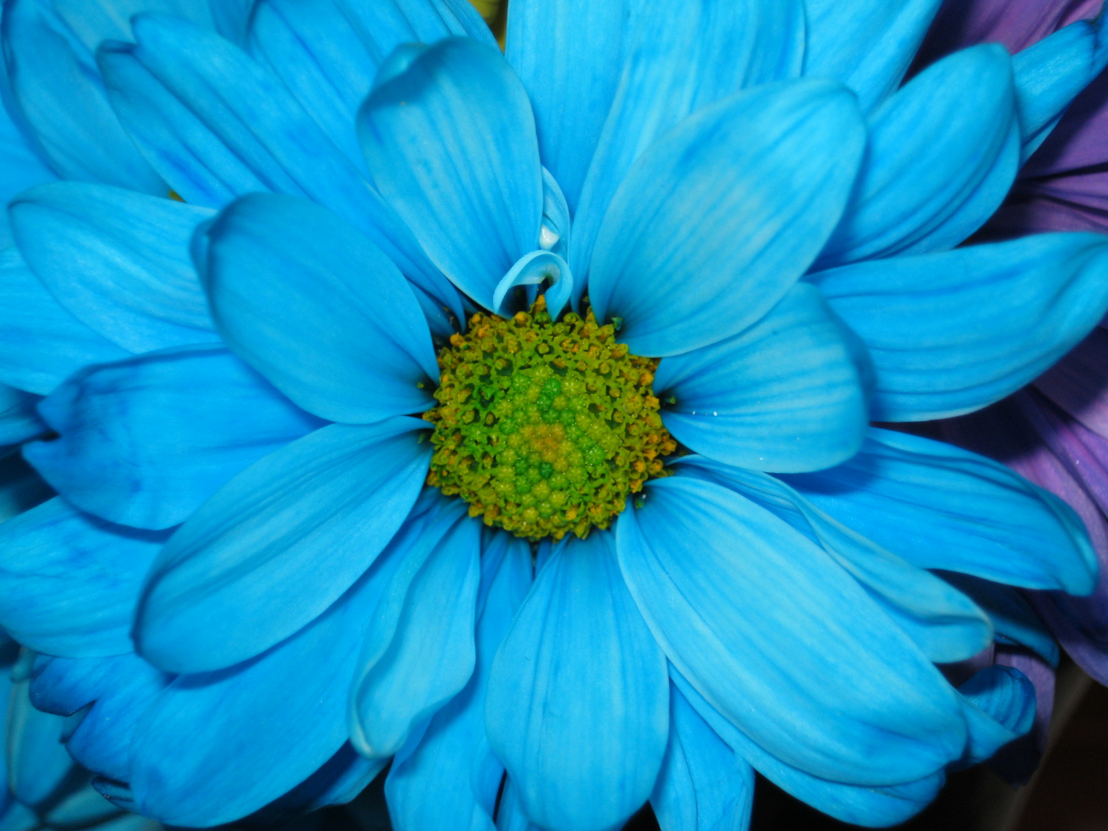 Download mobile wallpaper Flowers, Flower, Close Up, Earth, Daisy, Blue Flower for free.