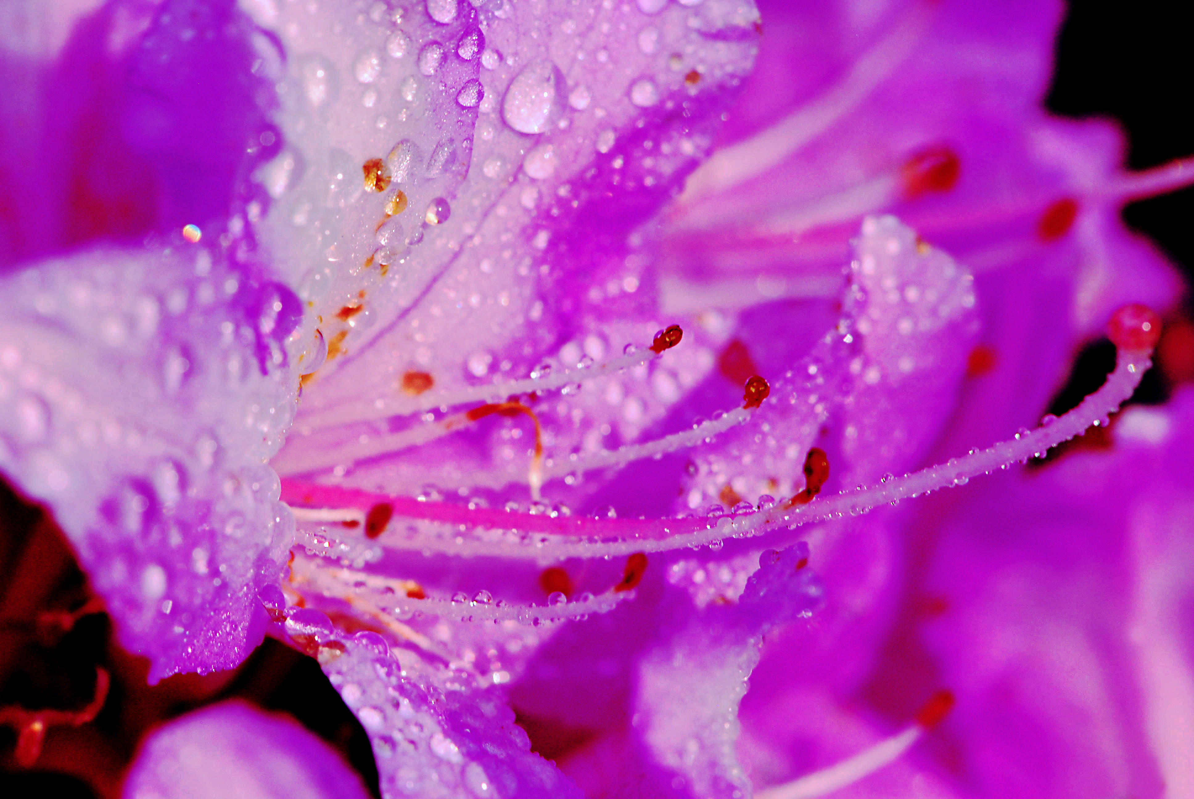 Free download wallpaper Flowers, Violet, Flower, Macro, Earth, Dew, Petal on your PC desktop