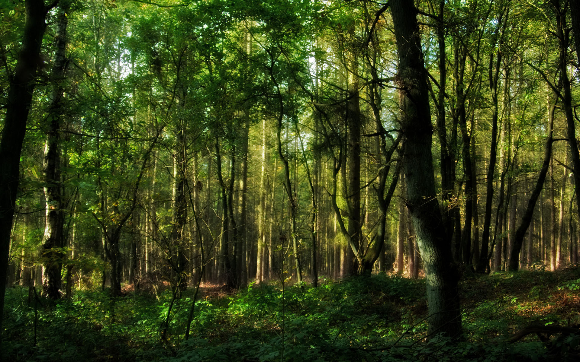 Téléchargez des papiers peints mobile Forêt, Terre/nature gratuitement.