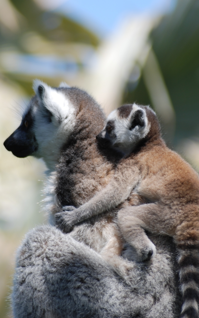 Handy-Wallpaper Tiere, Affe, Lemur, Affen, Tierbaby kostenlos herunterladen.