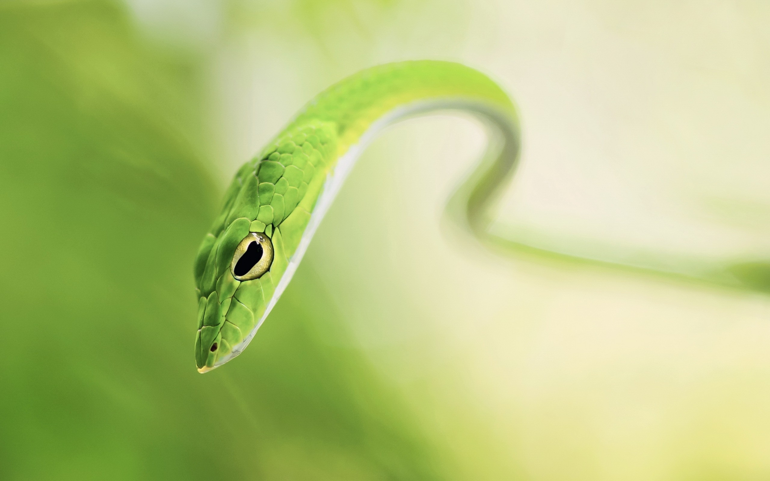 Laden Sie das Tiere, Reptilien, Ringelnatter-Bild kostenlos auf Ihren PC-Desktop herunter