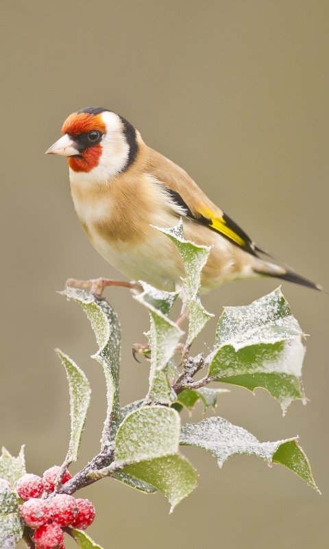 Download mobile wallpaper Birds, Animal, Goldfinch for free.