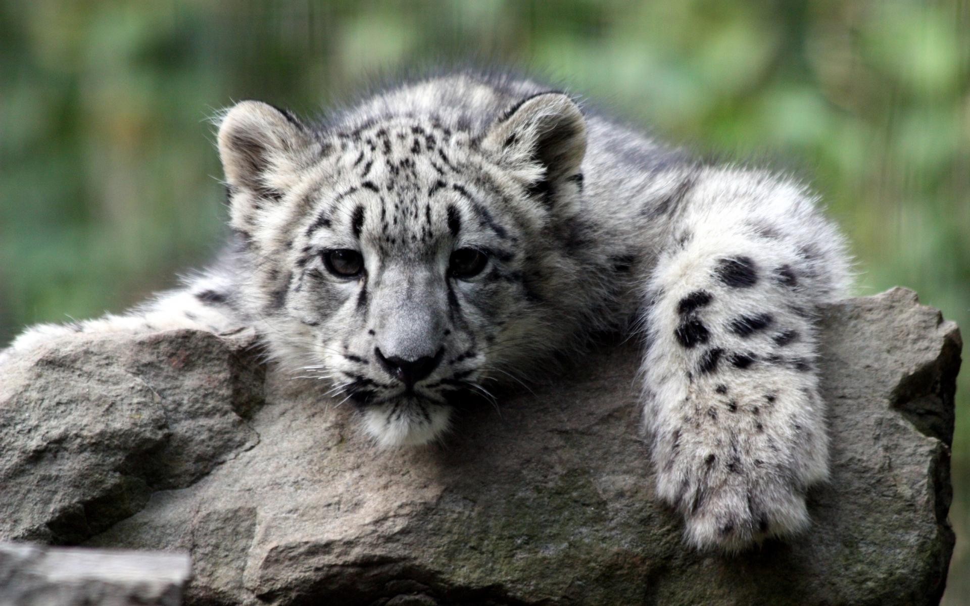 Baixar papel de parede para celular de Leopardo Das Neves, Animal Bebê, Gatos, Animais gratuito.