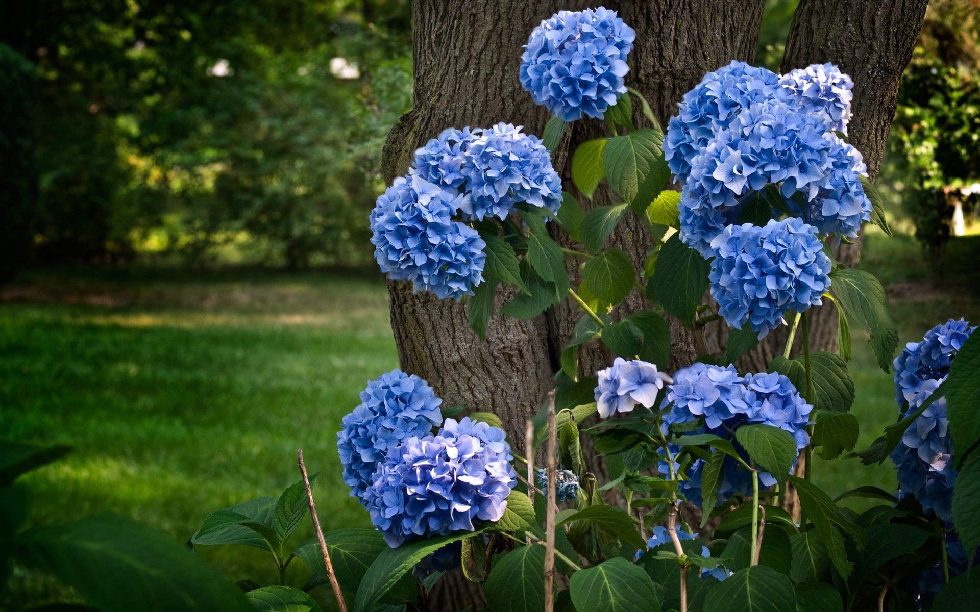 Best Hydrangea Background for mobile