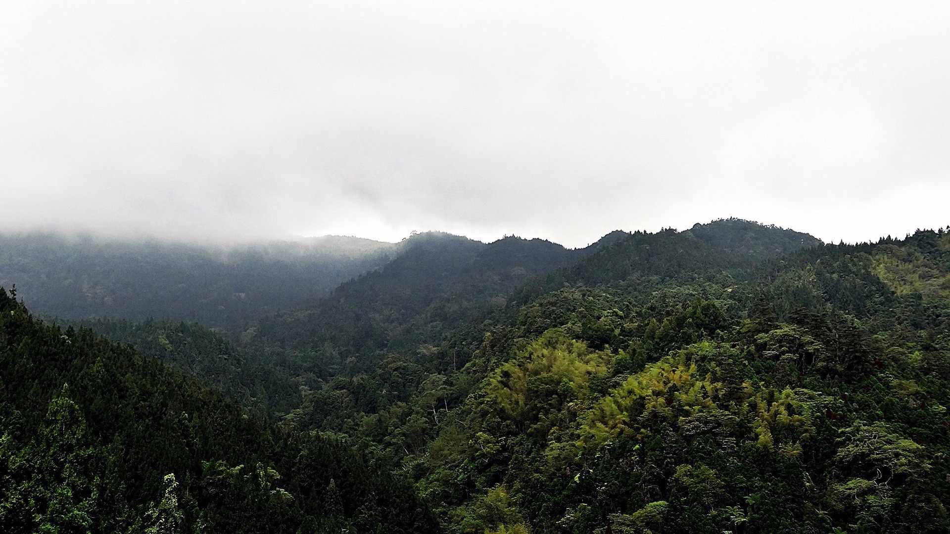 Скачать обои бесплатно Вершины, Туман, Природа, Деревья, Горы картинка на рабочий стол ПК