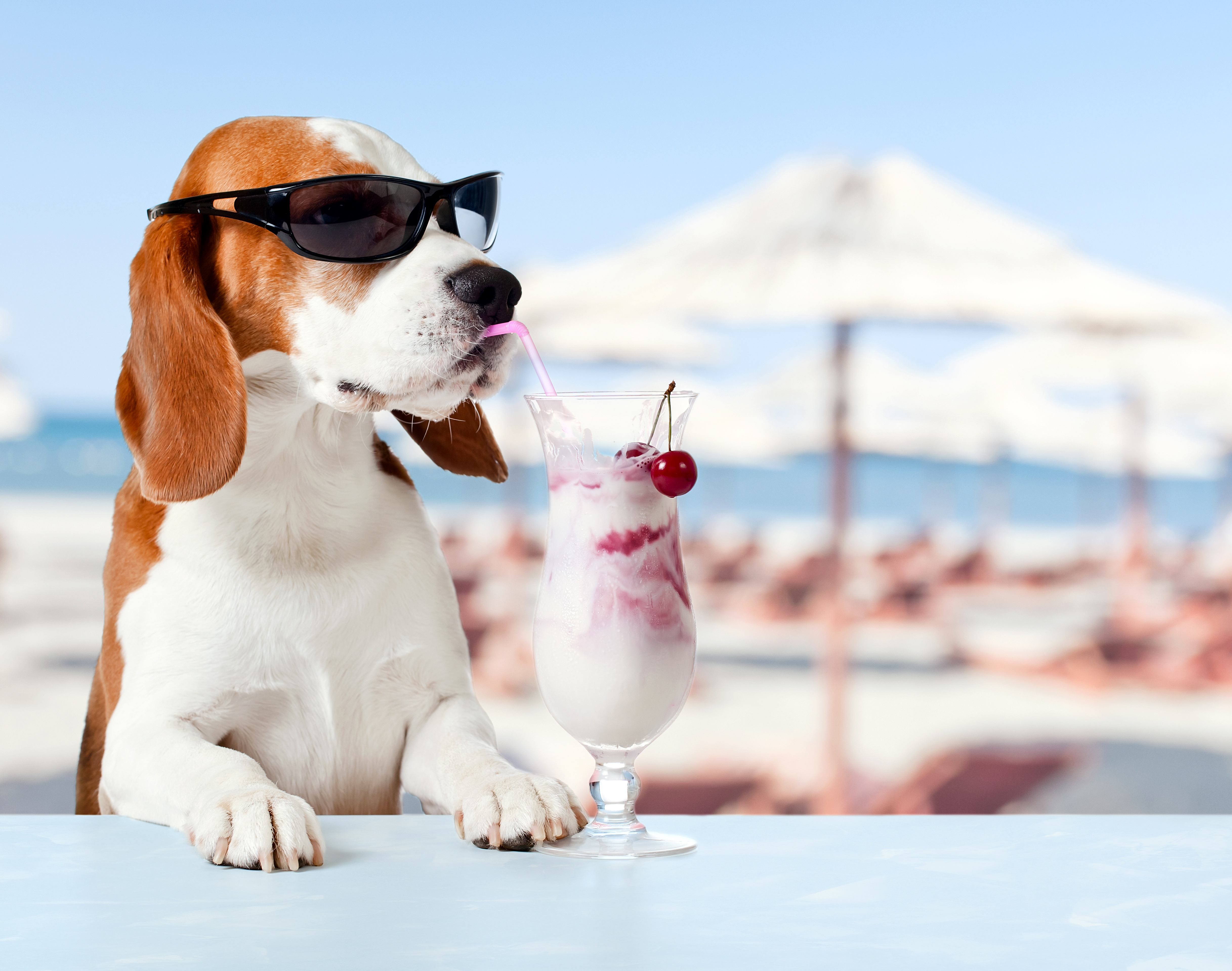 Free download wallpaper Dogs, Summer, Ice Cream, Dog, Animal, Sunglasses, Beagle, Humor, Depth Of Field on your PC desktop