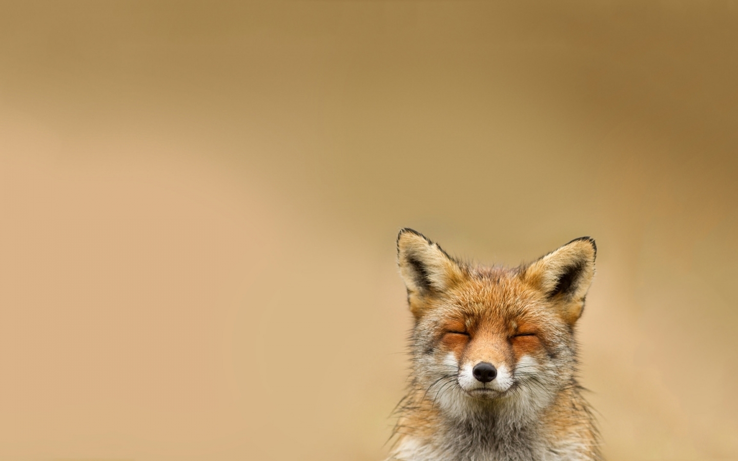 47101 скачать картинку лисы, животные, желтые - обои и заставки бесплатно