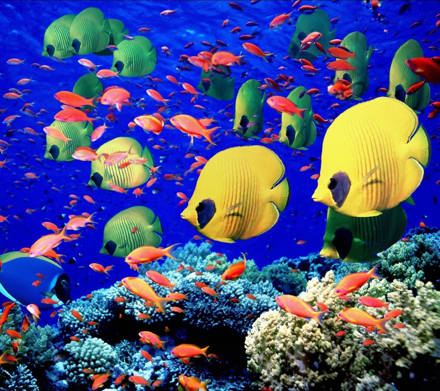 Free download wallpaper Fishes, Coral, Animal, Fish, Butterflyfish on your PC desktop