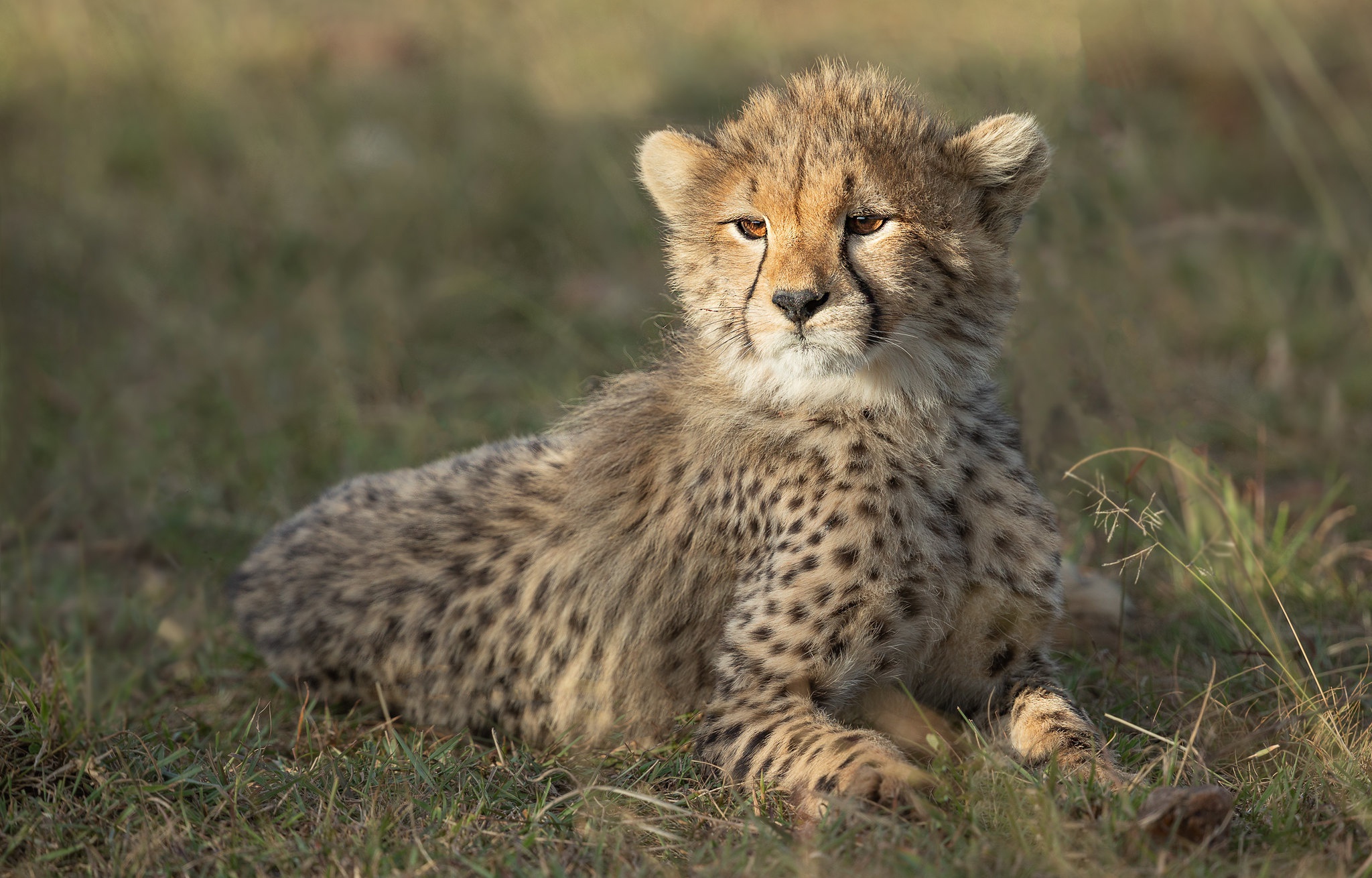 Download mobile wallpaper Cats, Cheetah, Animal, Baby Animal, Cub for free.