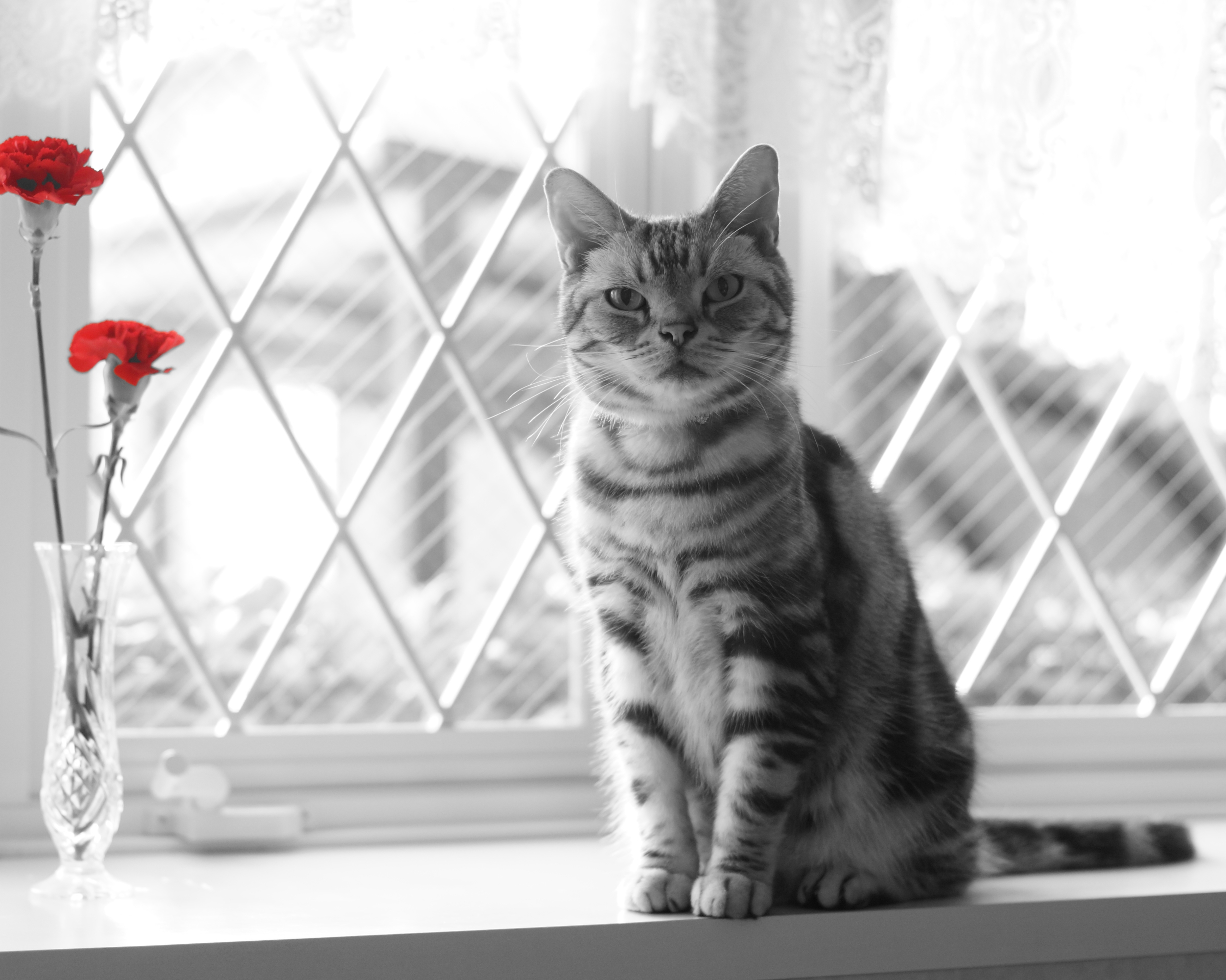 Handy-Wallpaper Tiere, Katzen, Katze, Rote Blume, Selektive Farbe kostenlos herunterladen.