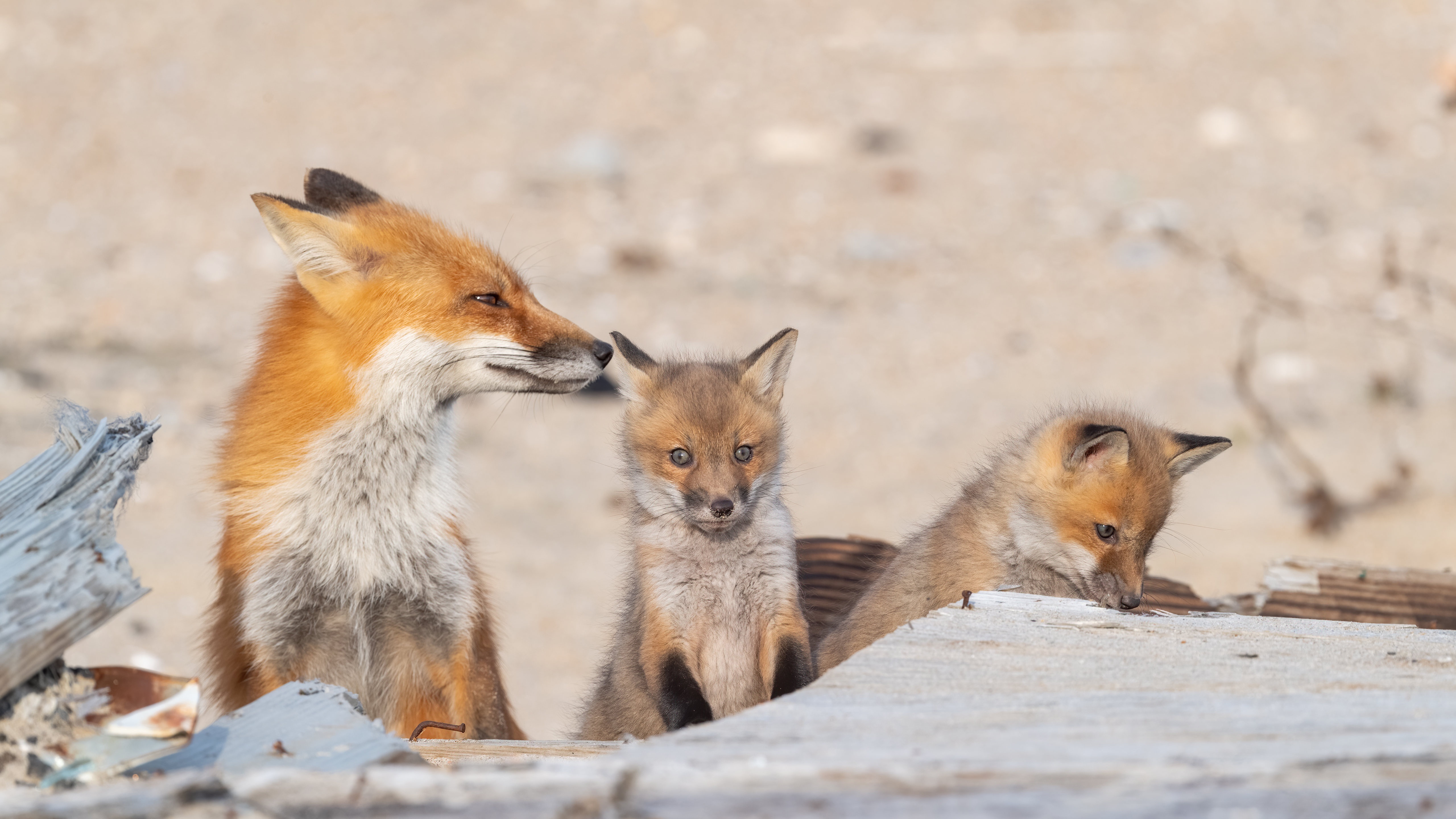 Download mobile wallpaper Fox, Animal, Baby Animal, Cub for free.