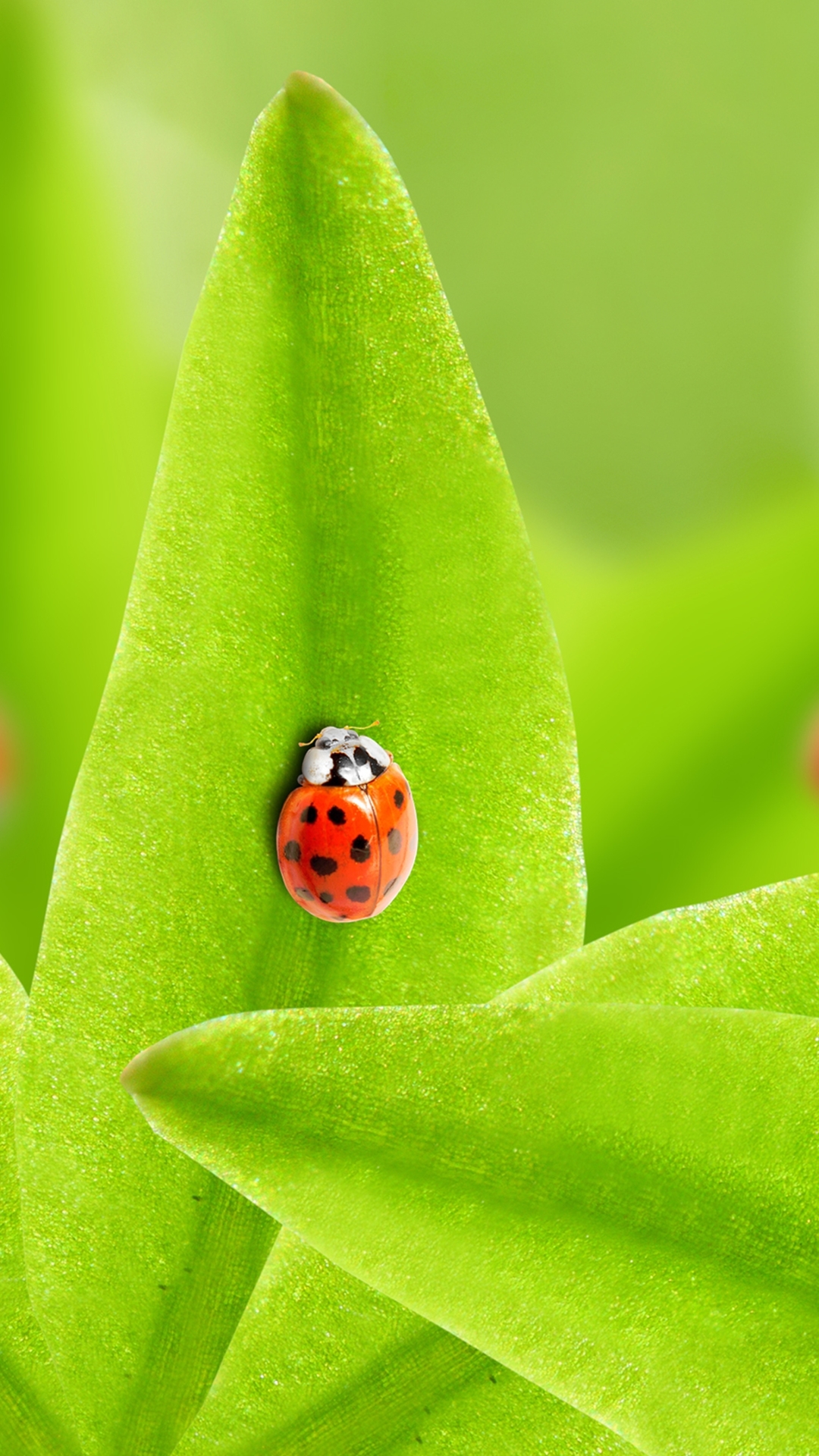 Download mobile wallpaper Macro, Leaf, Insect, Animal, Ladybug for free.