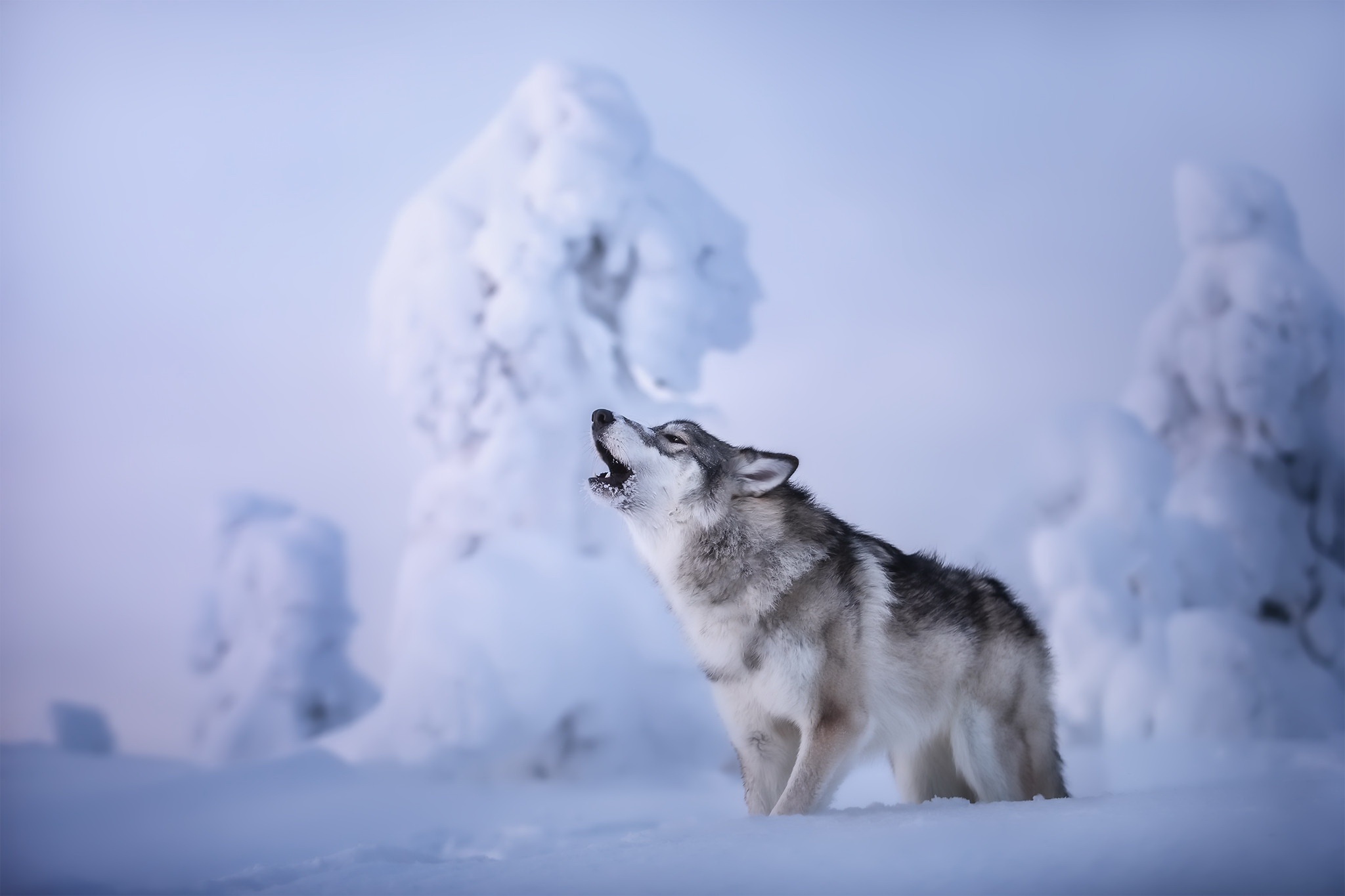 497364壁紙のダウンロード動物, 狼, ハウリング, 雪, 冬, オオカミ-スクリーンセーバーと写真を無料で