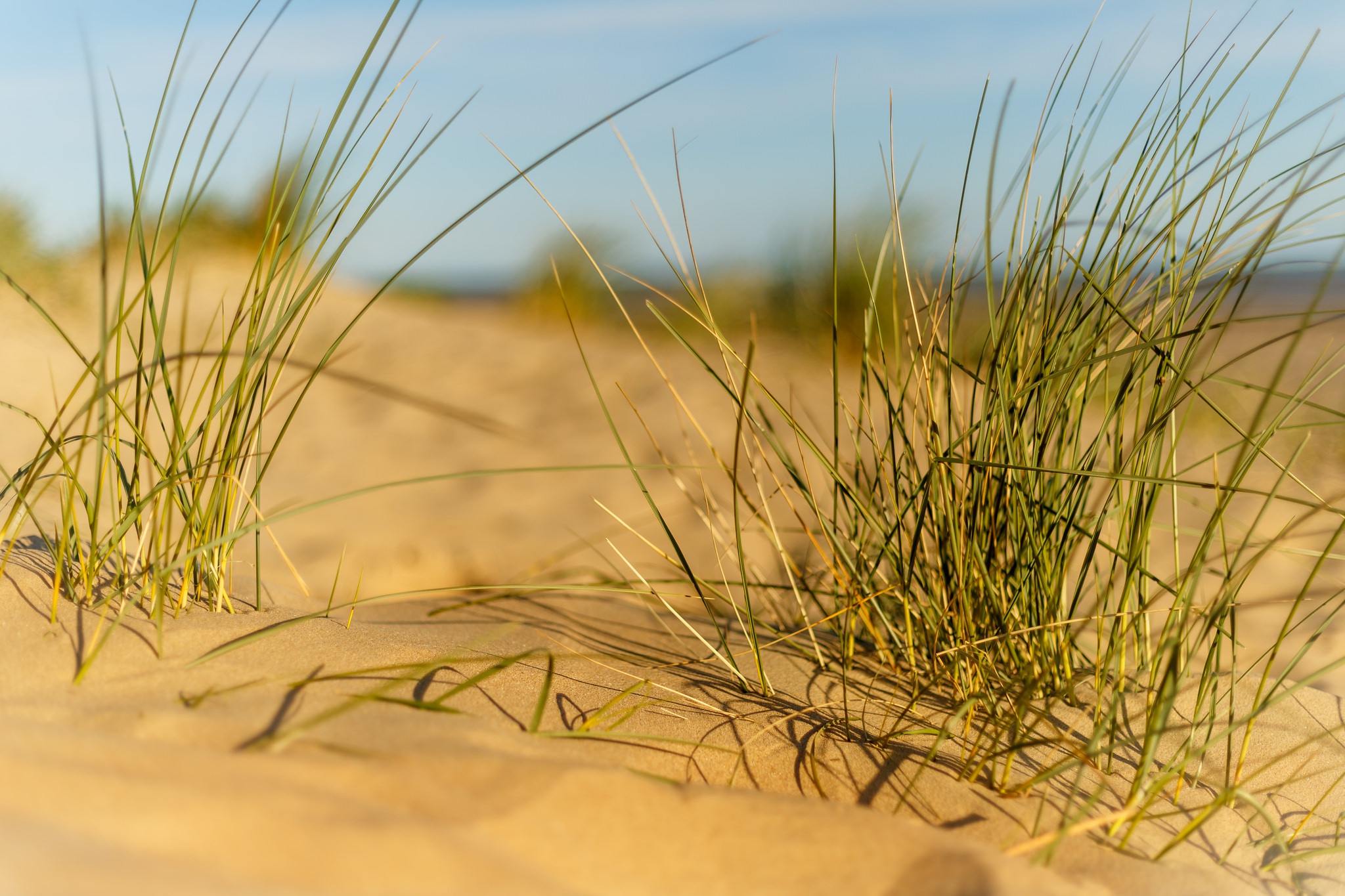 Free download wallpaper Nature, Grass, Beach, Sand, Earth, Depth Of Field on your PC desktop