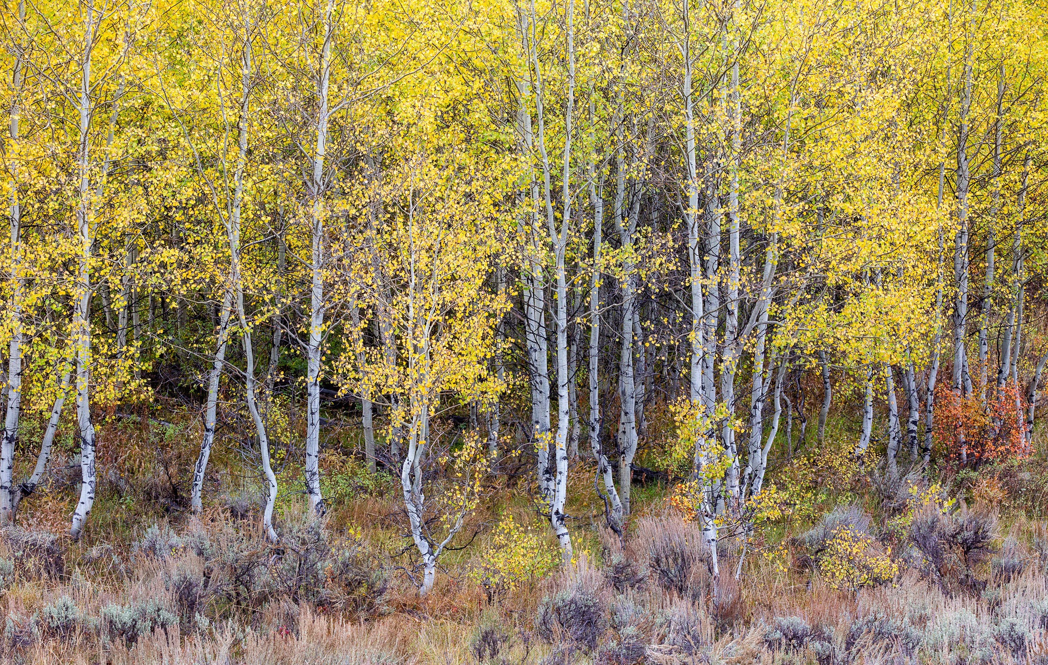 Handy-Wallpaper Natur, Herbst, Birken, Wald, Erde/natur kostenlos herunterladen.