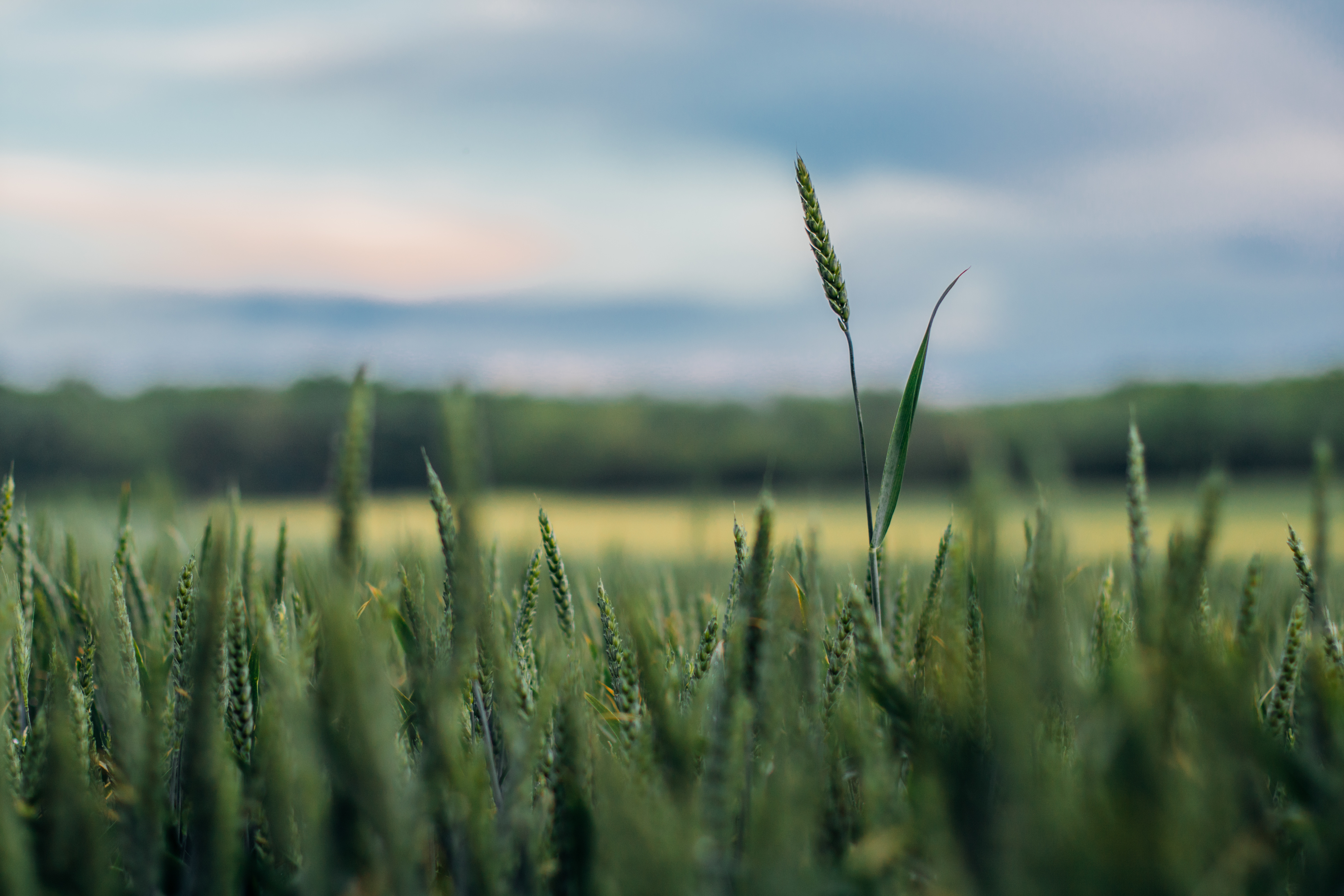 Free download wallpaper Grass, Blur, Ears, Spikes, Macro, Smooth on your PC desktop