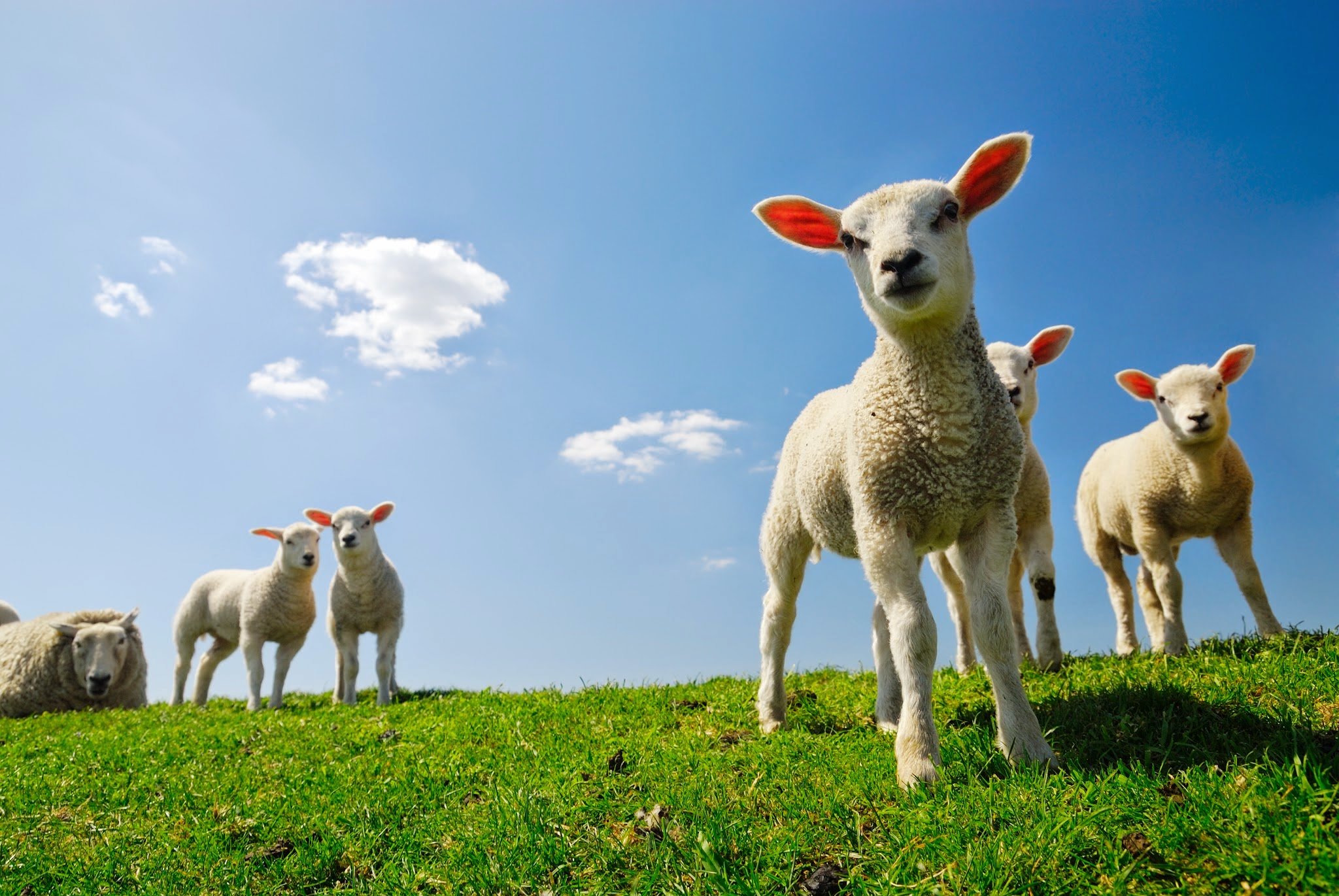 742603 baixar papel de parede animais, ovelha, cordeiro - protetores de tela e imagens gratuitamente