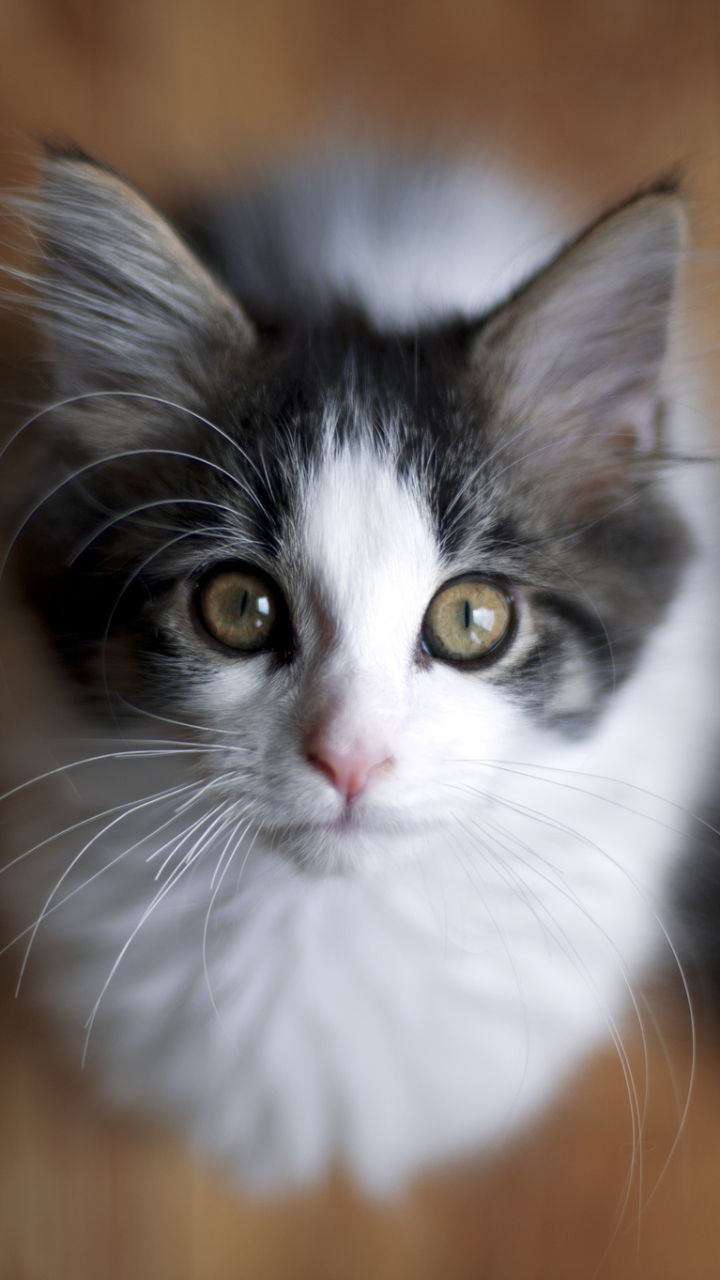 Handy-Wallpaper Tiere, Katzen, Katze, Bokeh kostenlos herunterladen.