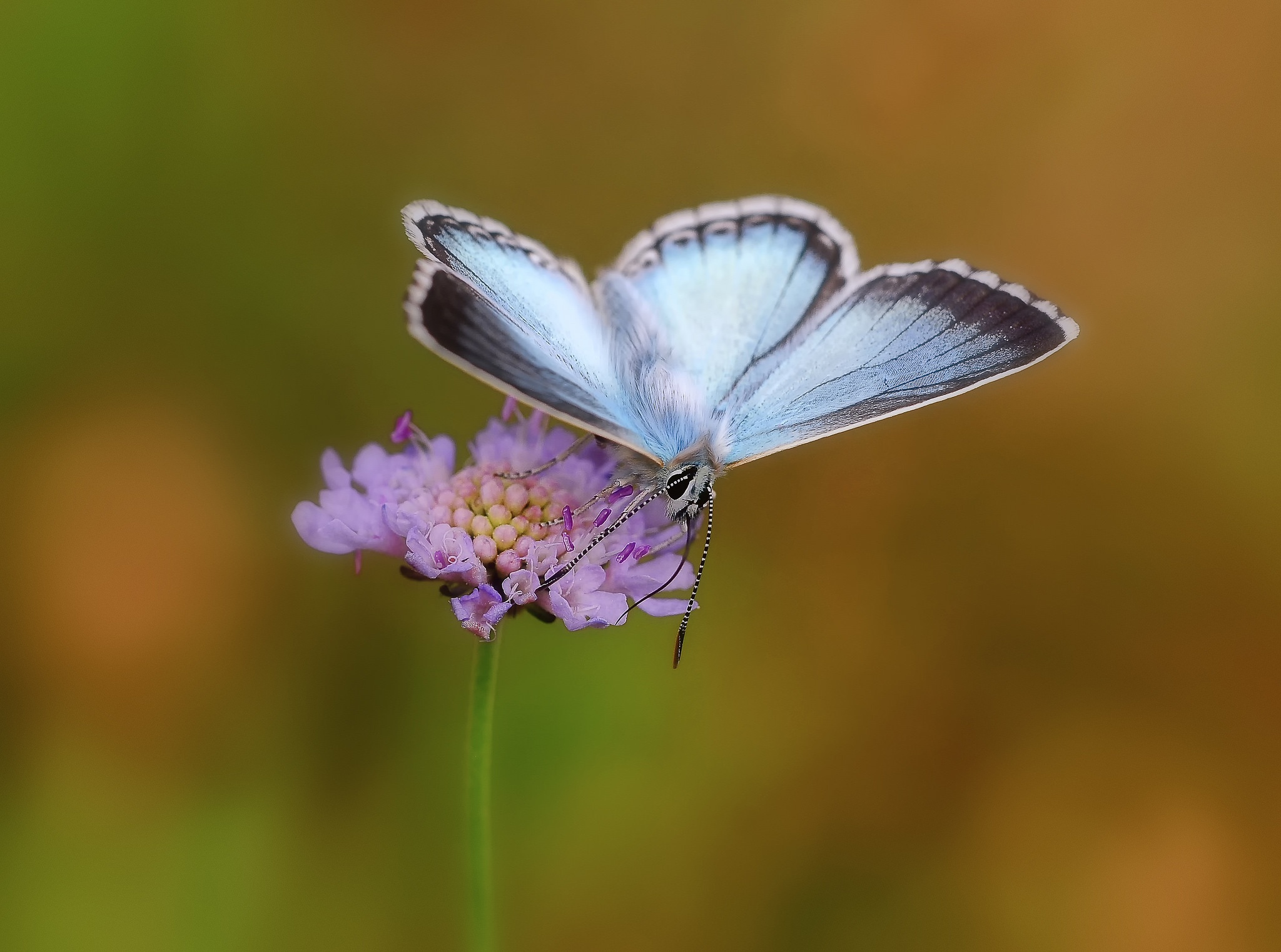 Téléchargez gratuitement l'image Animaux, Fleur, Insecte, Papillon sur le bureau de votre PC