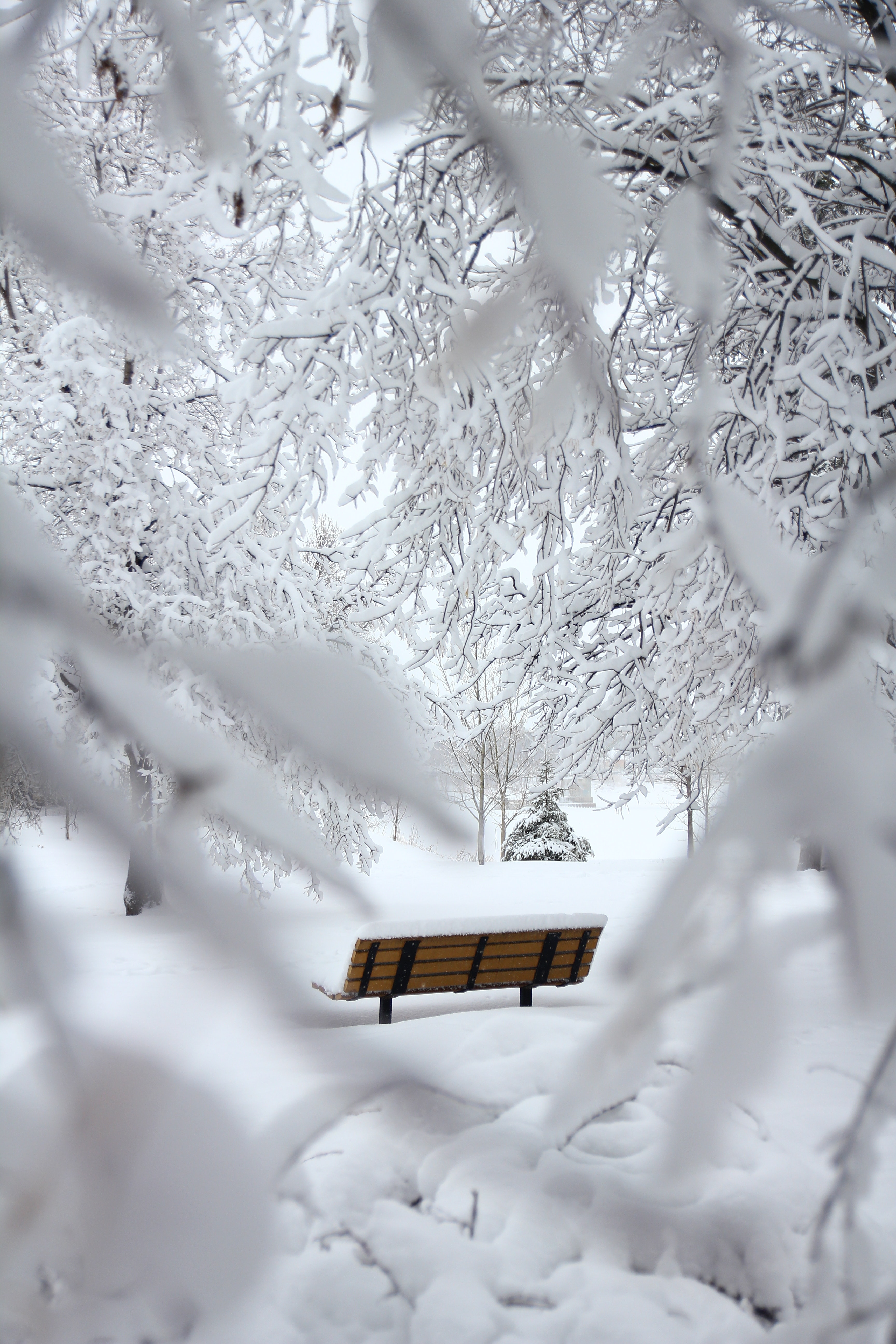 Скачать обои бесплатно Скамейка, Природа, Снег, Ветки, Зима, Минимализм картинка на рабочий стол ПК