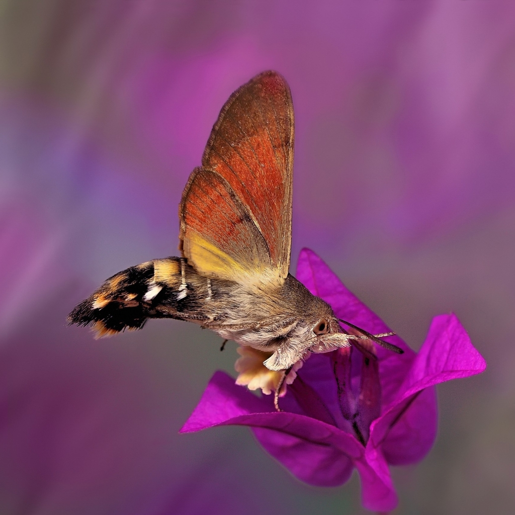 Download mobile wallpaper Flower, Butterfly, Animal, Eye, Moth for free.