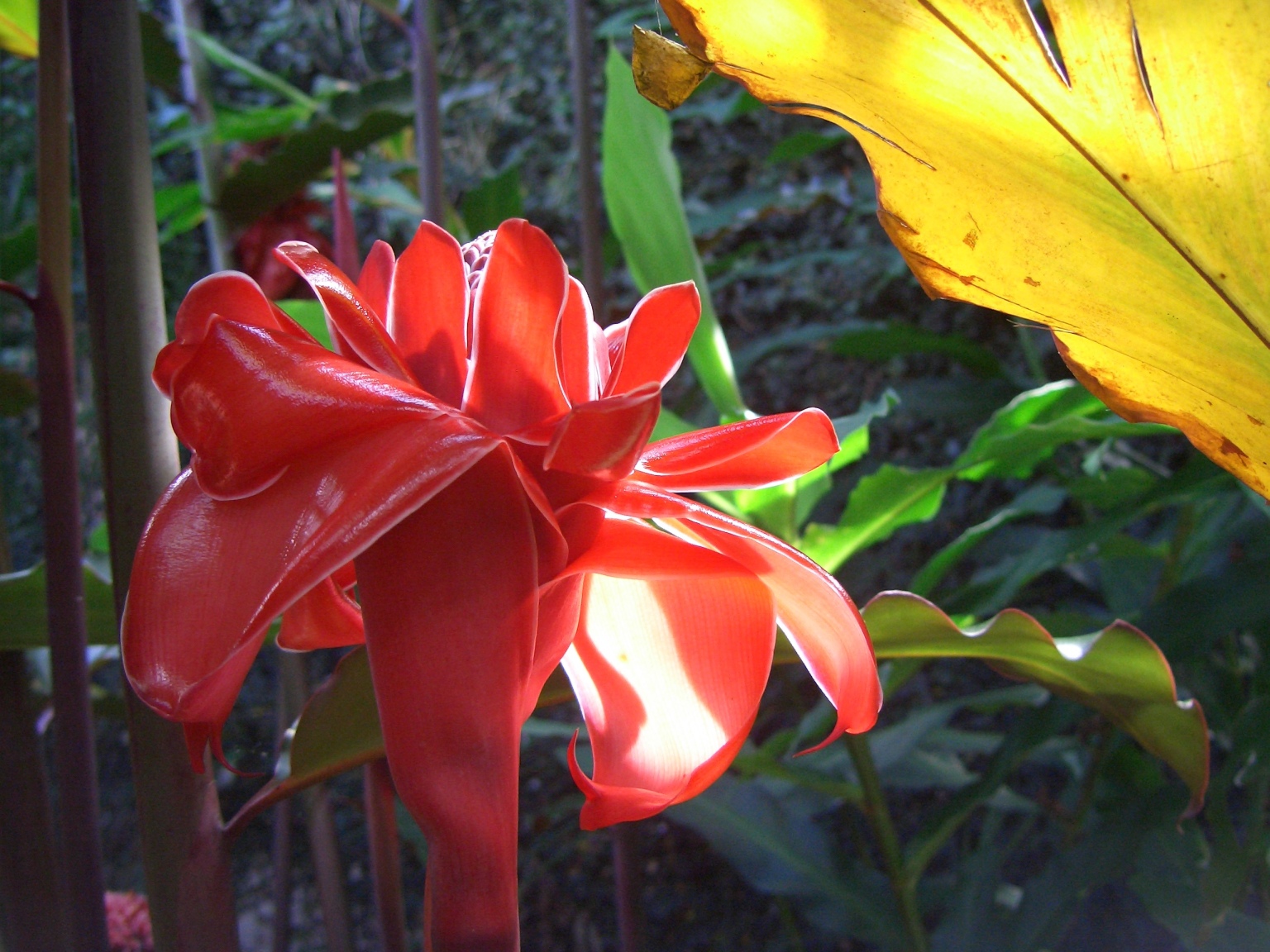 Téléchargez des papiers peints mobile Fleur, Terre/nature gratuitement.