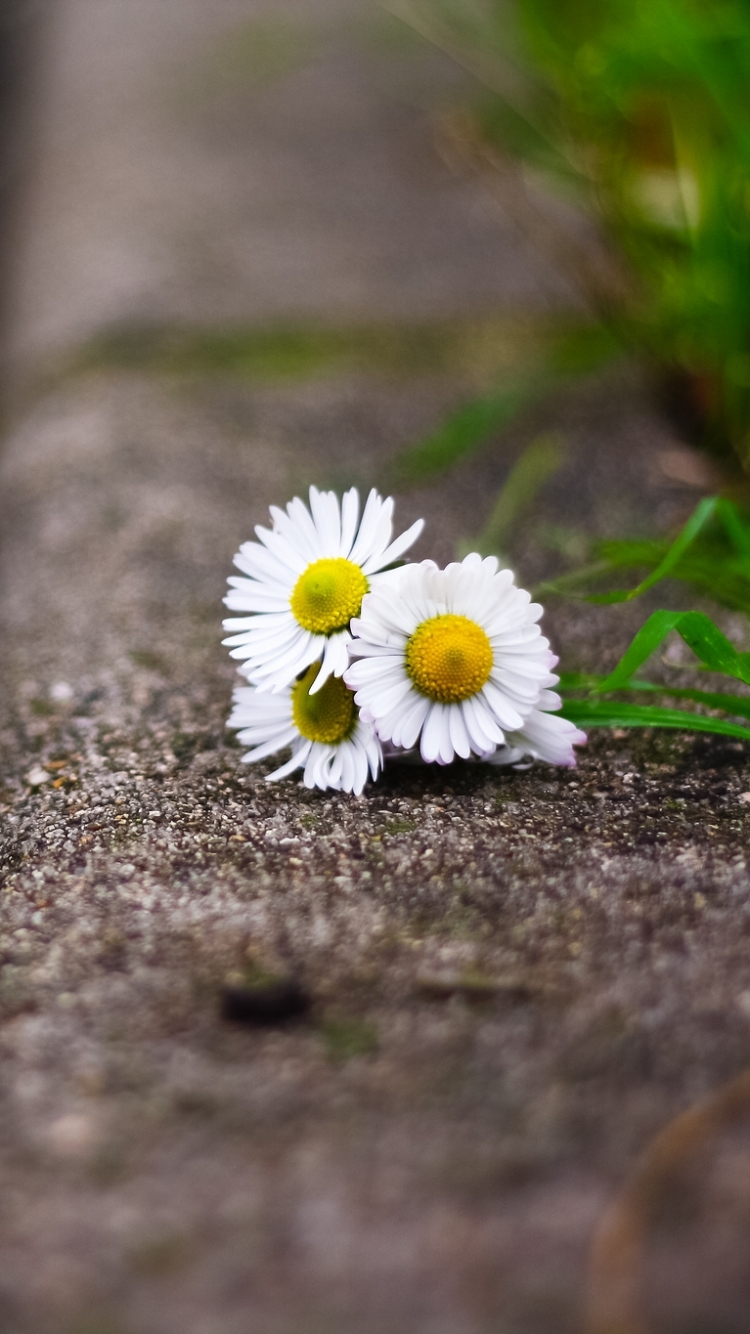 Descarga gratuita de fondo de pantalla para móvil de Flores, Margarita, Tierra/naturaleza.