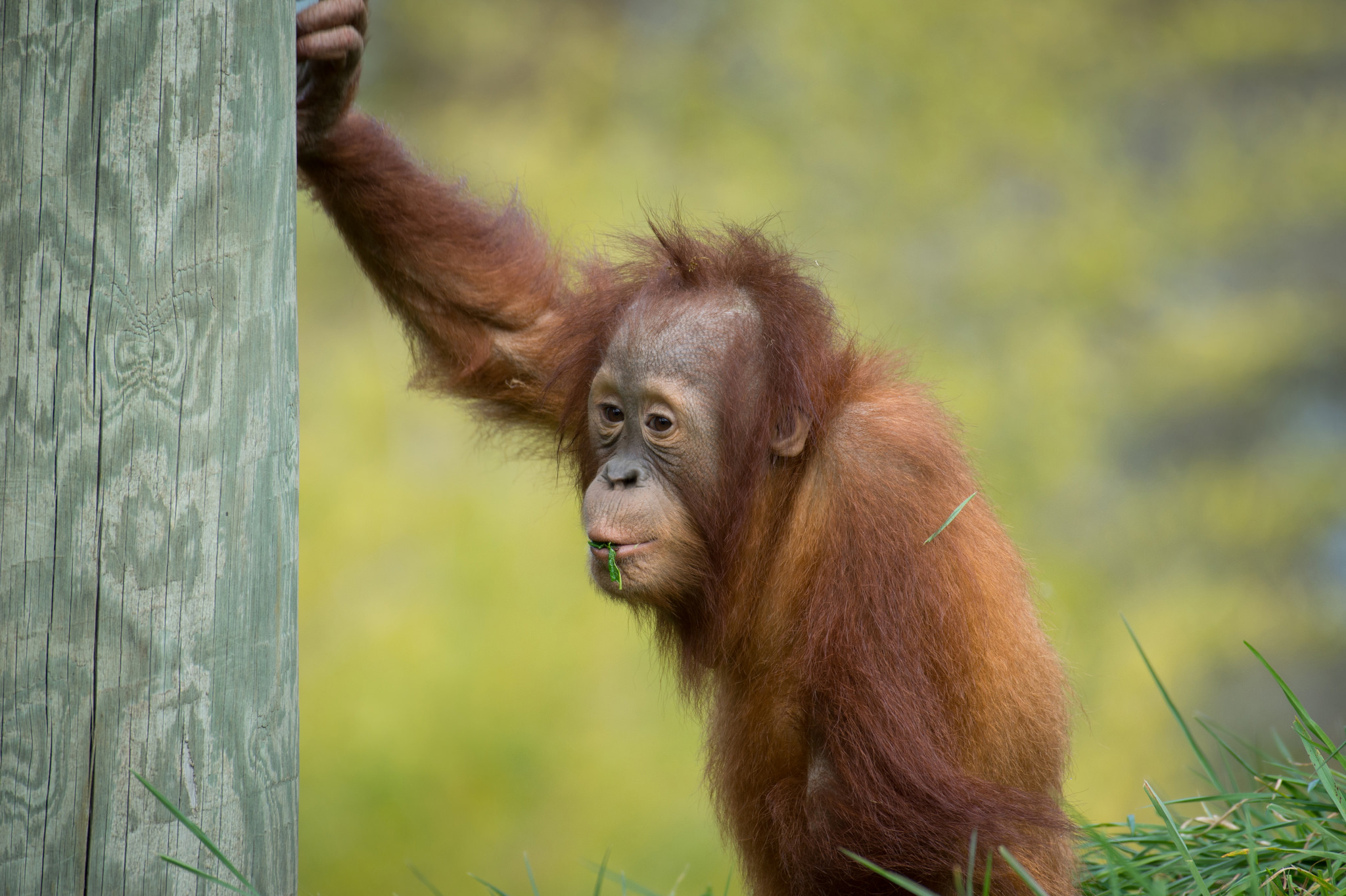 Download mobile wallpaper Monkeys, Monkey, Animal, Primate, Orangutan, Baby Animal for free.