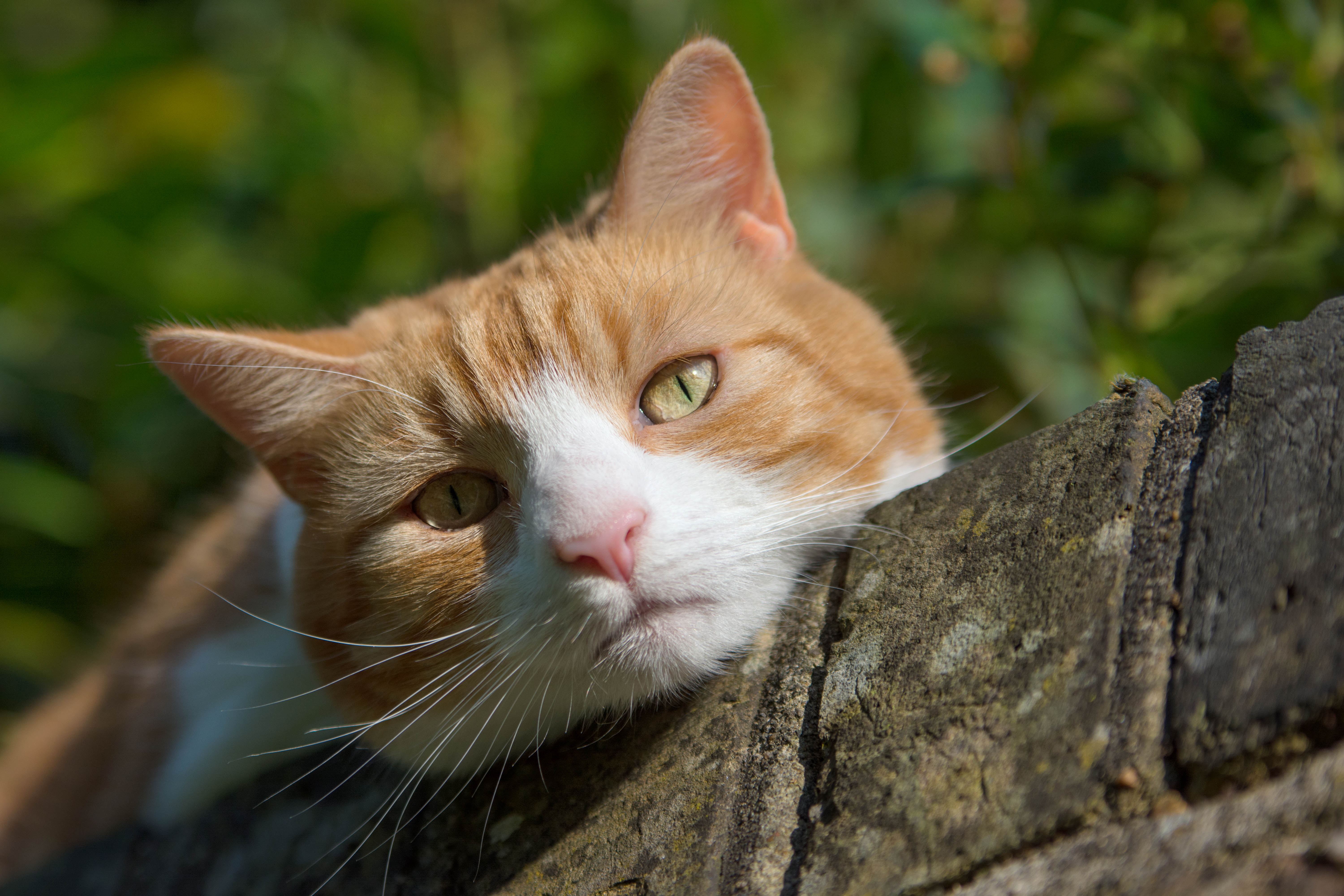 Baixar papel de parede para celular de Animais, Gatos, Gato gratuito.