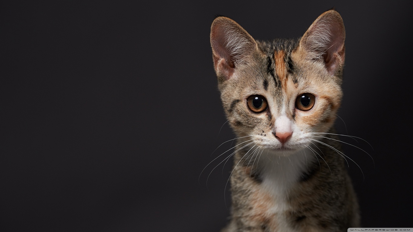 無料モバイル壁紙動物, ネコ, 猫をダウンロードします。