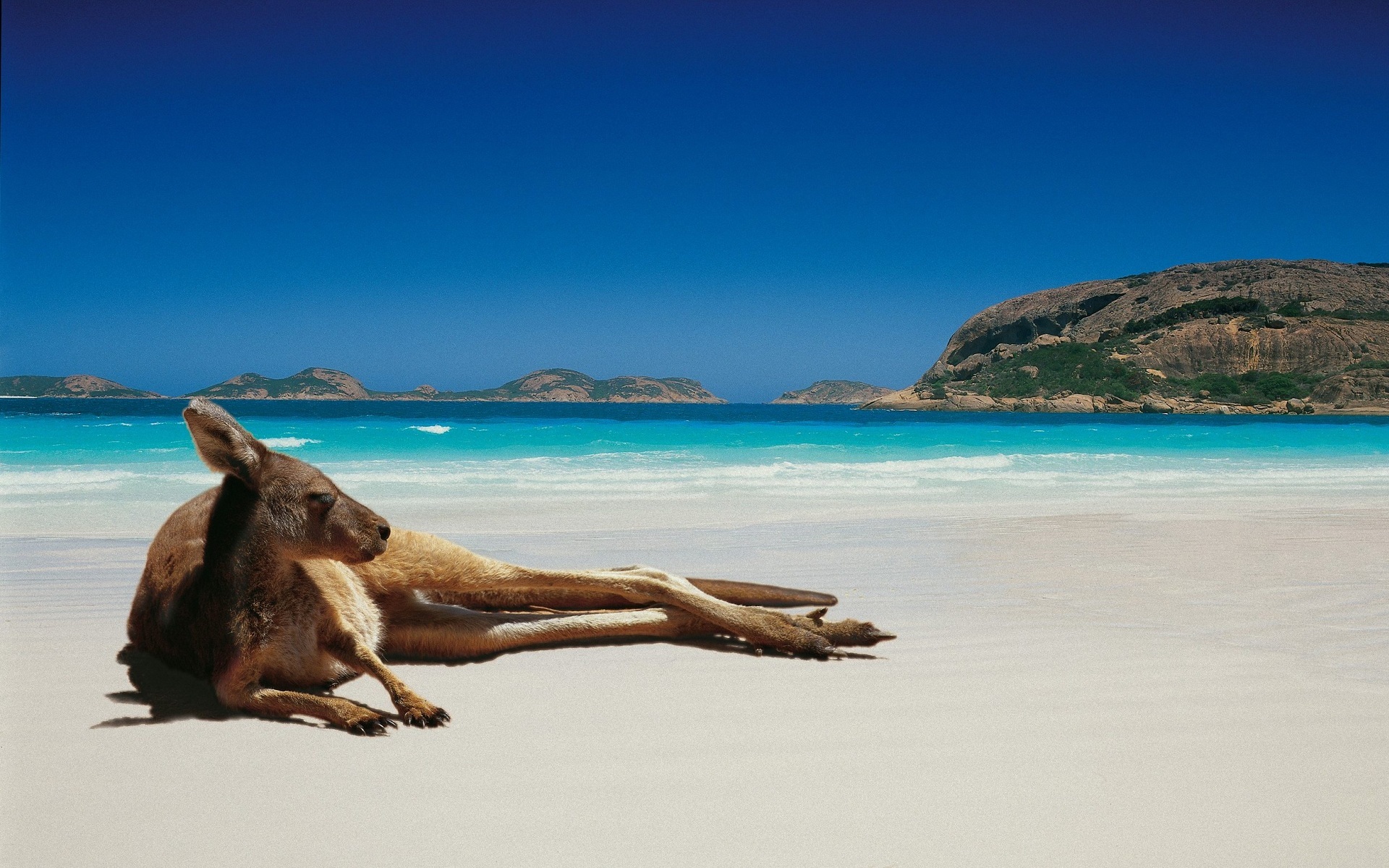 28187 Bild herunterladen kangaroo, tiere - Hintergrundbilder und Bildschirmschoner kostenlos