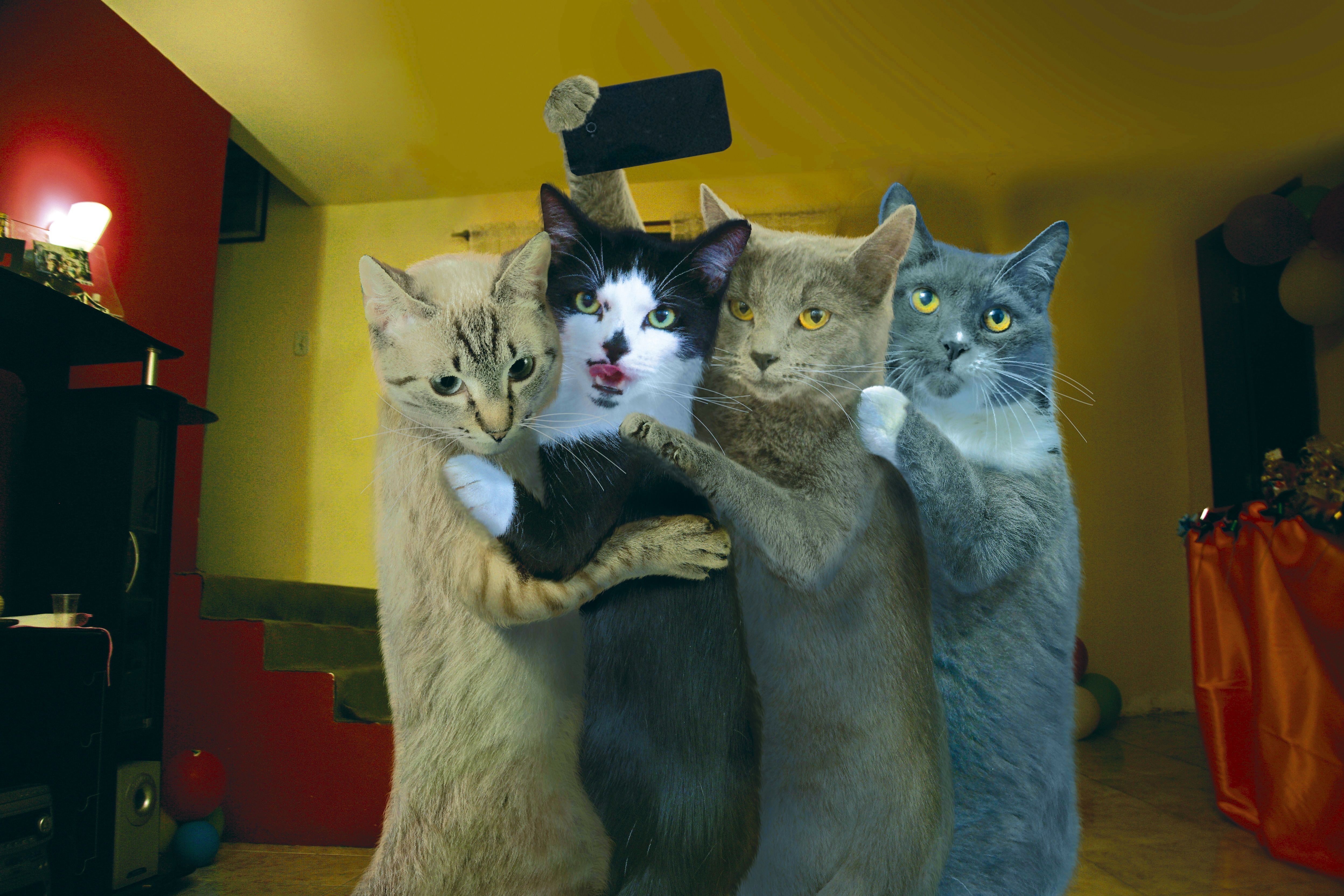 Скачать картинку Юмор, Кошка, Кошки в телефон бесплатно.
