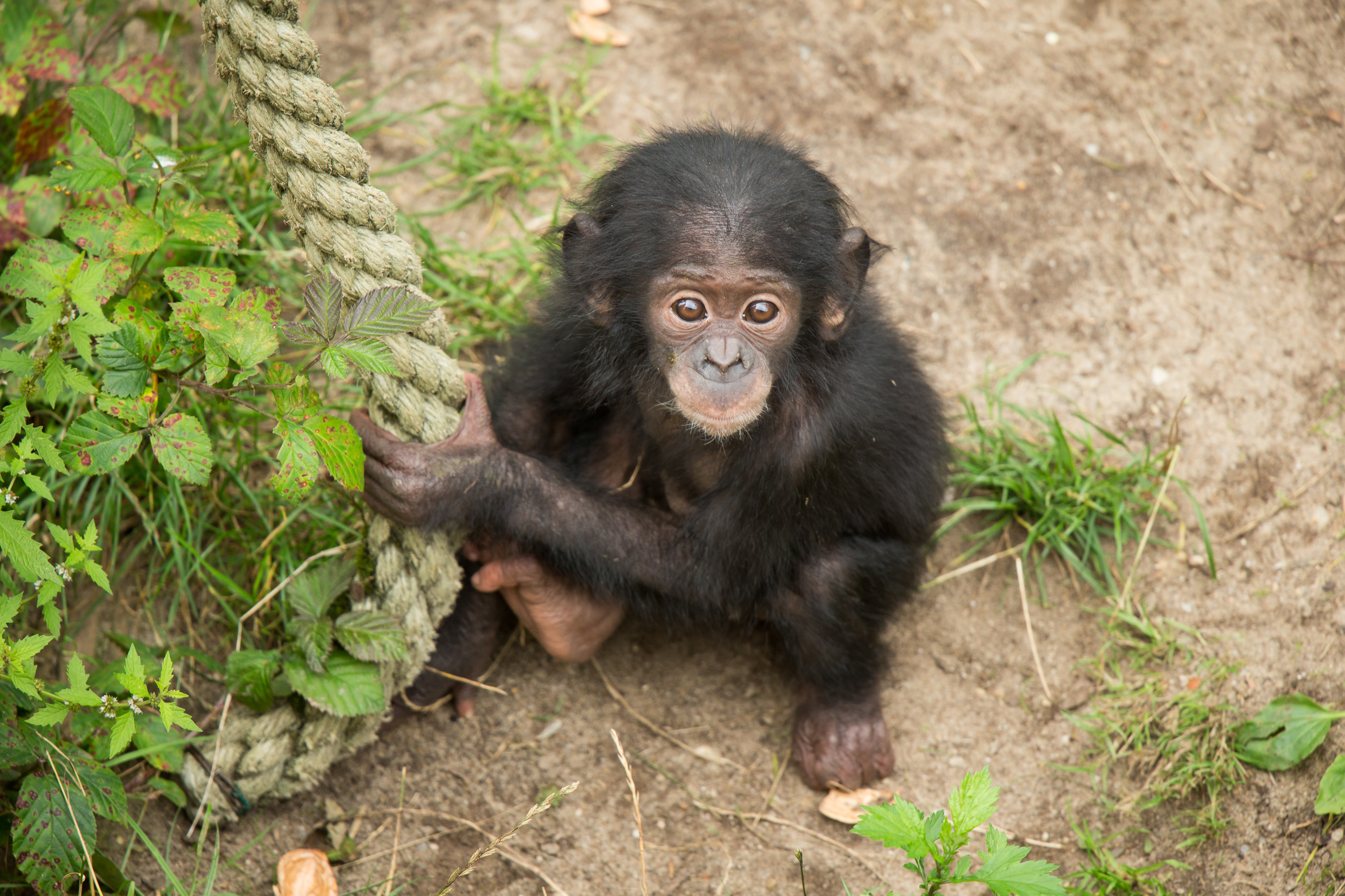 Download mobile wallpaper Monkeys, Monkey, Animal, Chimpanzee, Baby Animal for free.