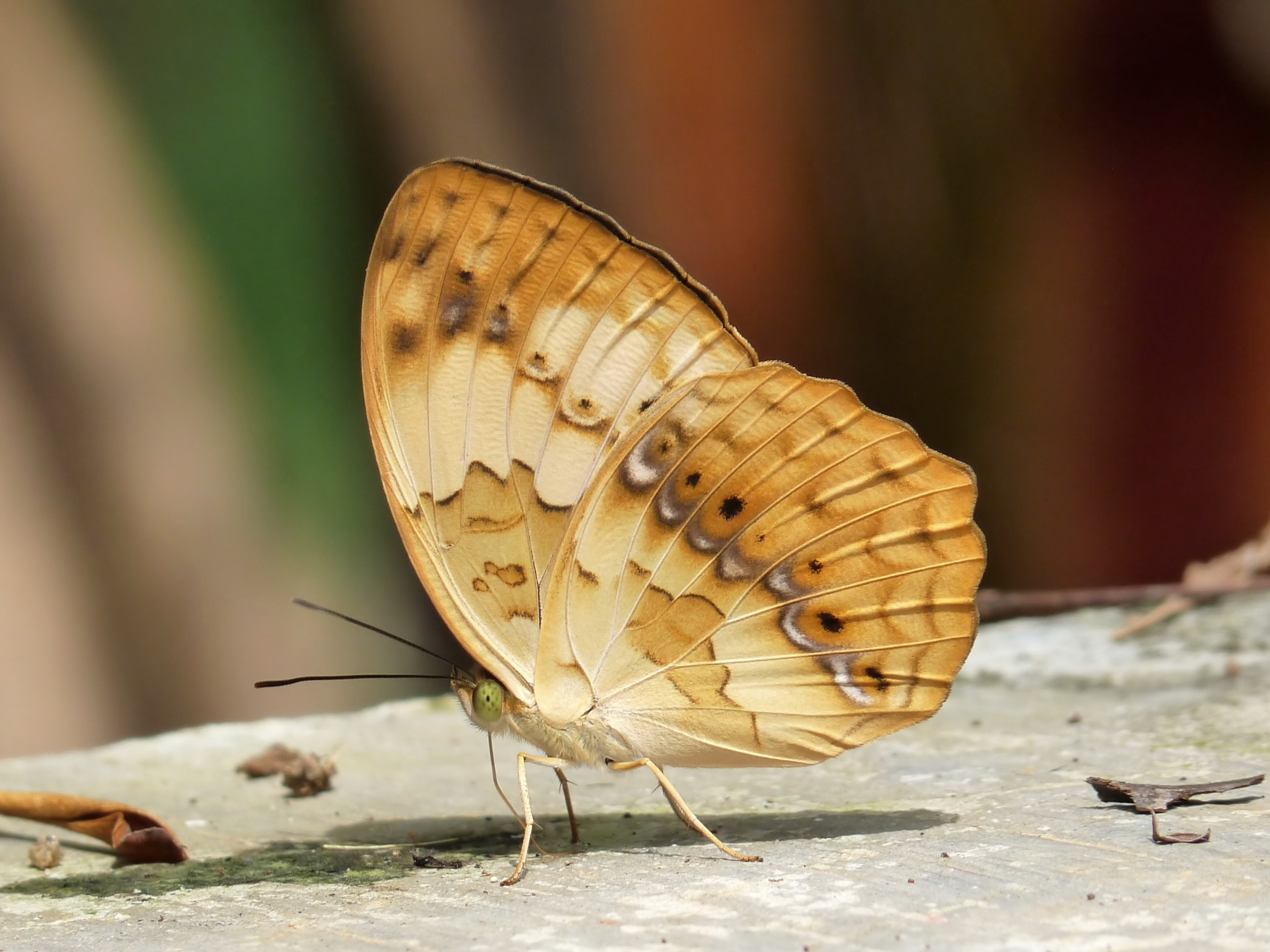 Laden Sie Rustikaler Schmetterling HD-Desktop-Hintergründe herunter