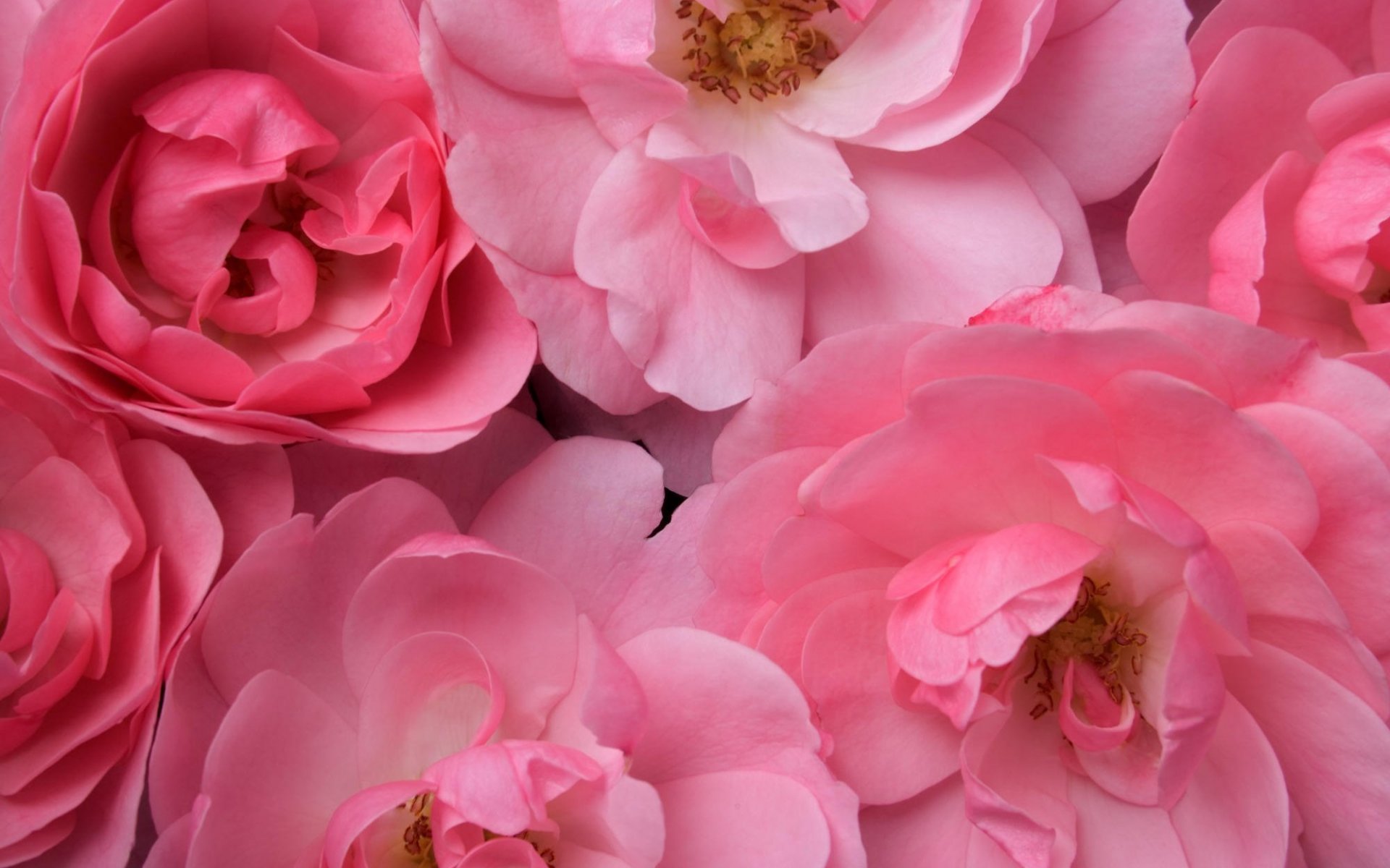 Завантажити шпалери безкоштовно Природа, Квітка, Роза, Земля, Впритул, Рожева Квітка, Флауерзи картинка на робочий стіл ПК