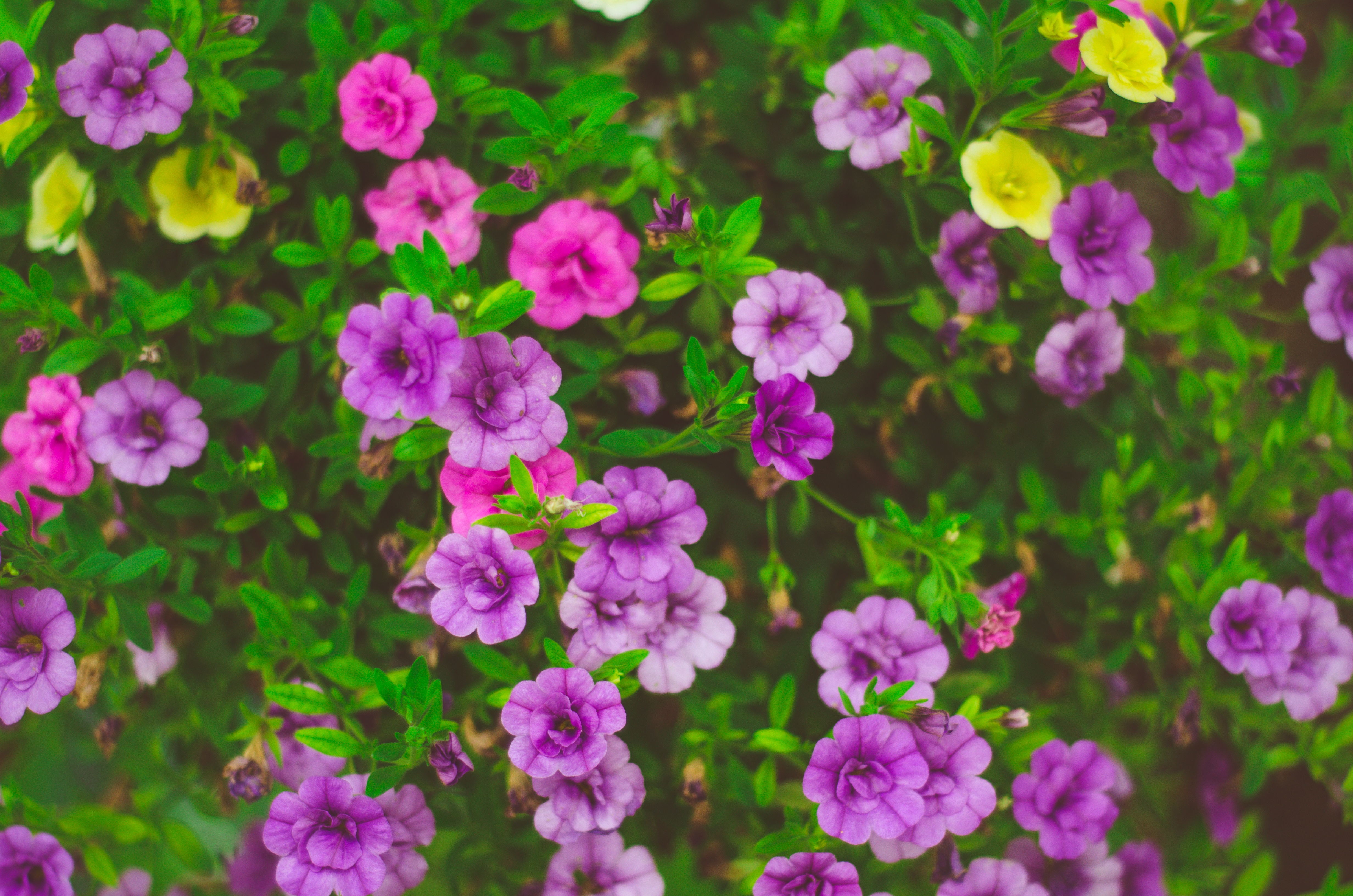 Download mobile wallpaper Nature, Flowers, Flower, Earth, Purple Flower for free.