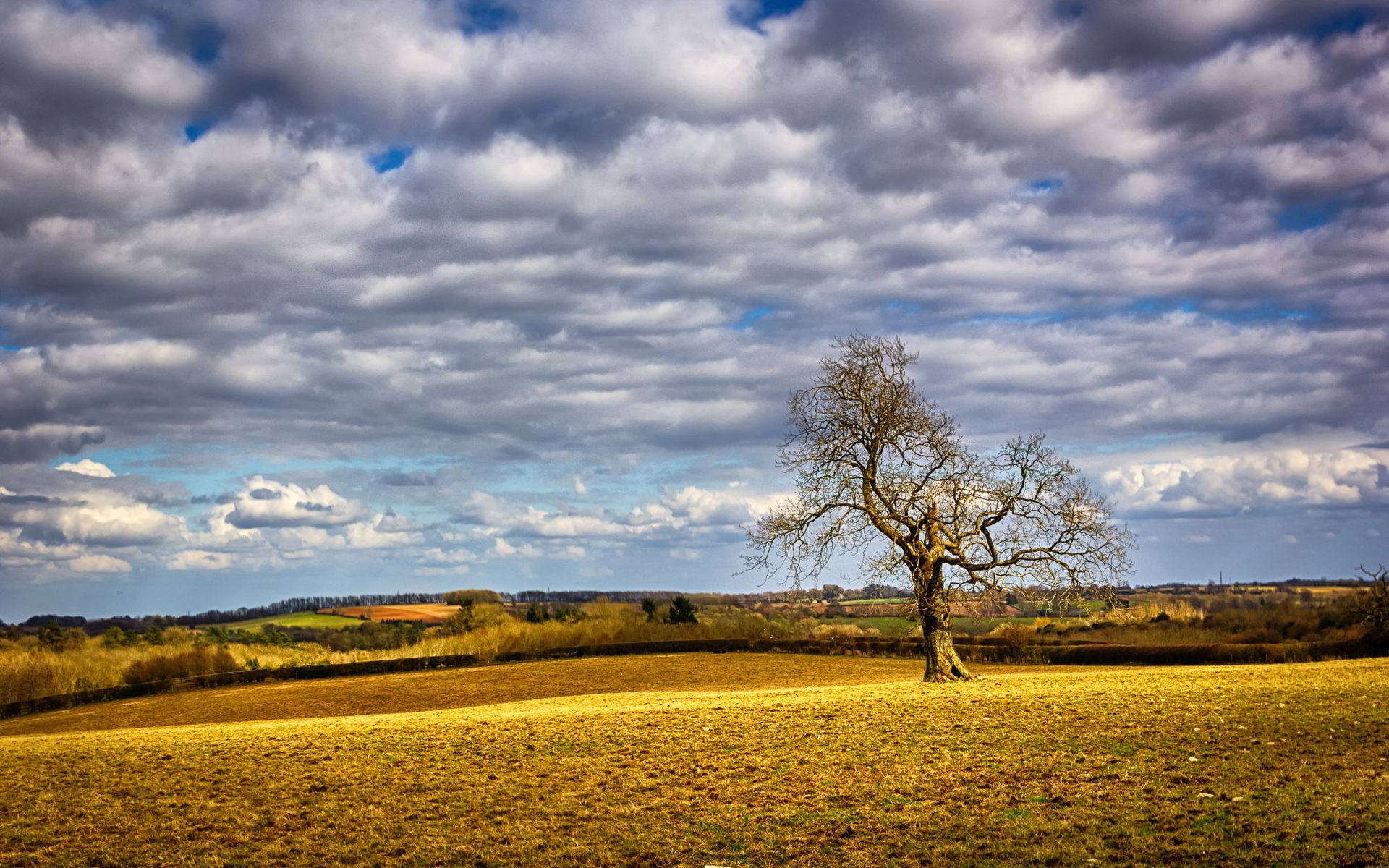 Download mobile wallpaper Field, Wood, Tree, Nature, Landscape for free.