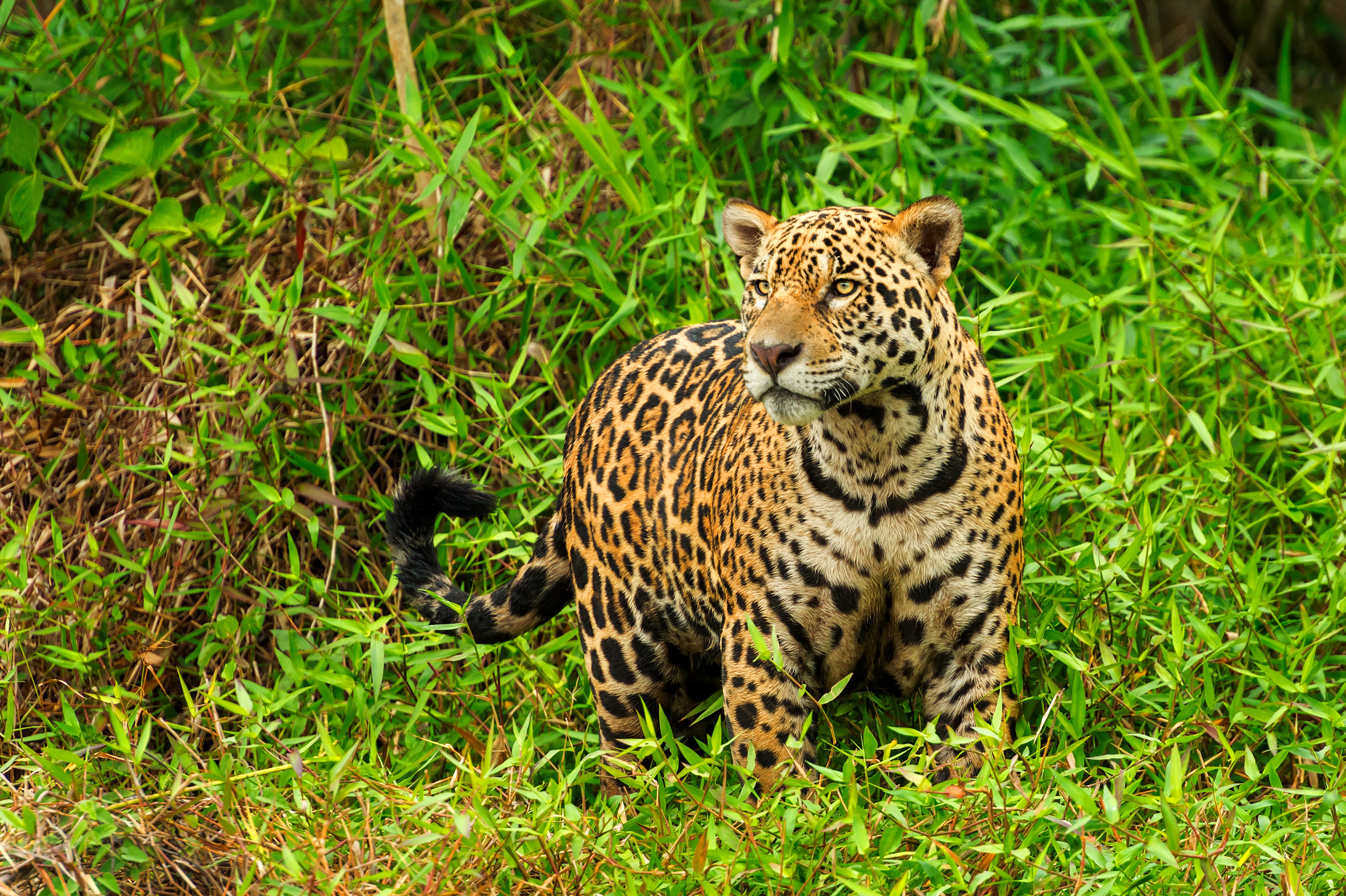 Handy-Wallpaper Tiere, Katzen, Jaguar kostenlos herunterladen.