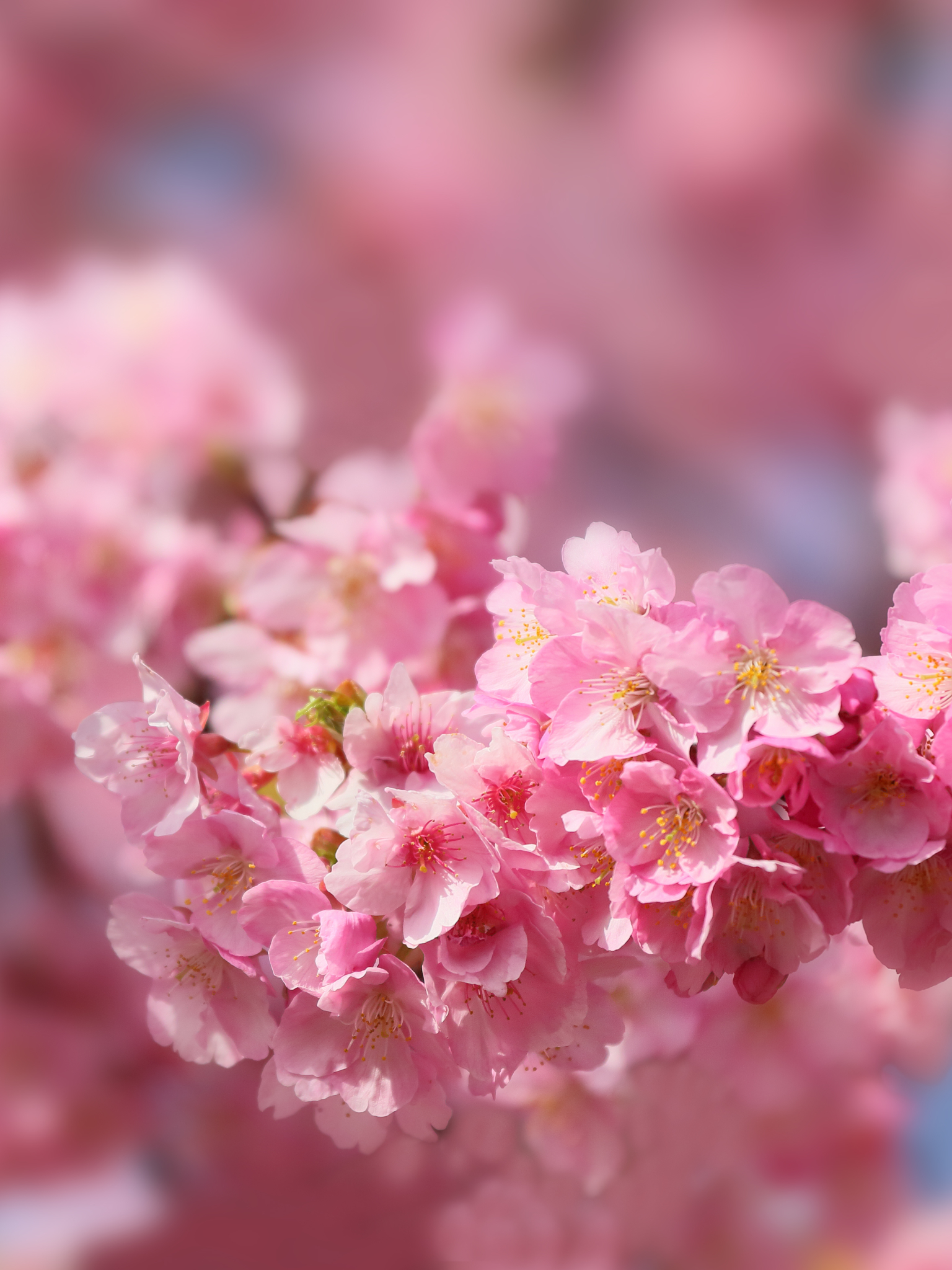 Handy-Wallpaper Natur, Sakura, Frühling, Blüte, Kirschblüte, Erde/natur kostenlos herunterladen.