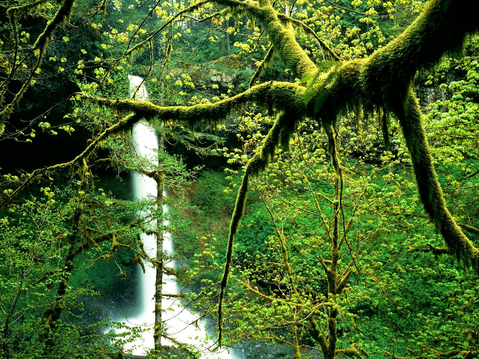 Скачать картинку Водопады, Водопад, Лес, Дерево, Зеленый, Мох, Земля/природа в телефон бесплатно.