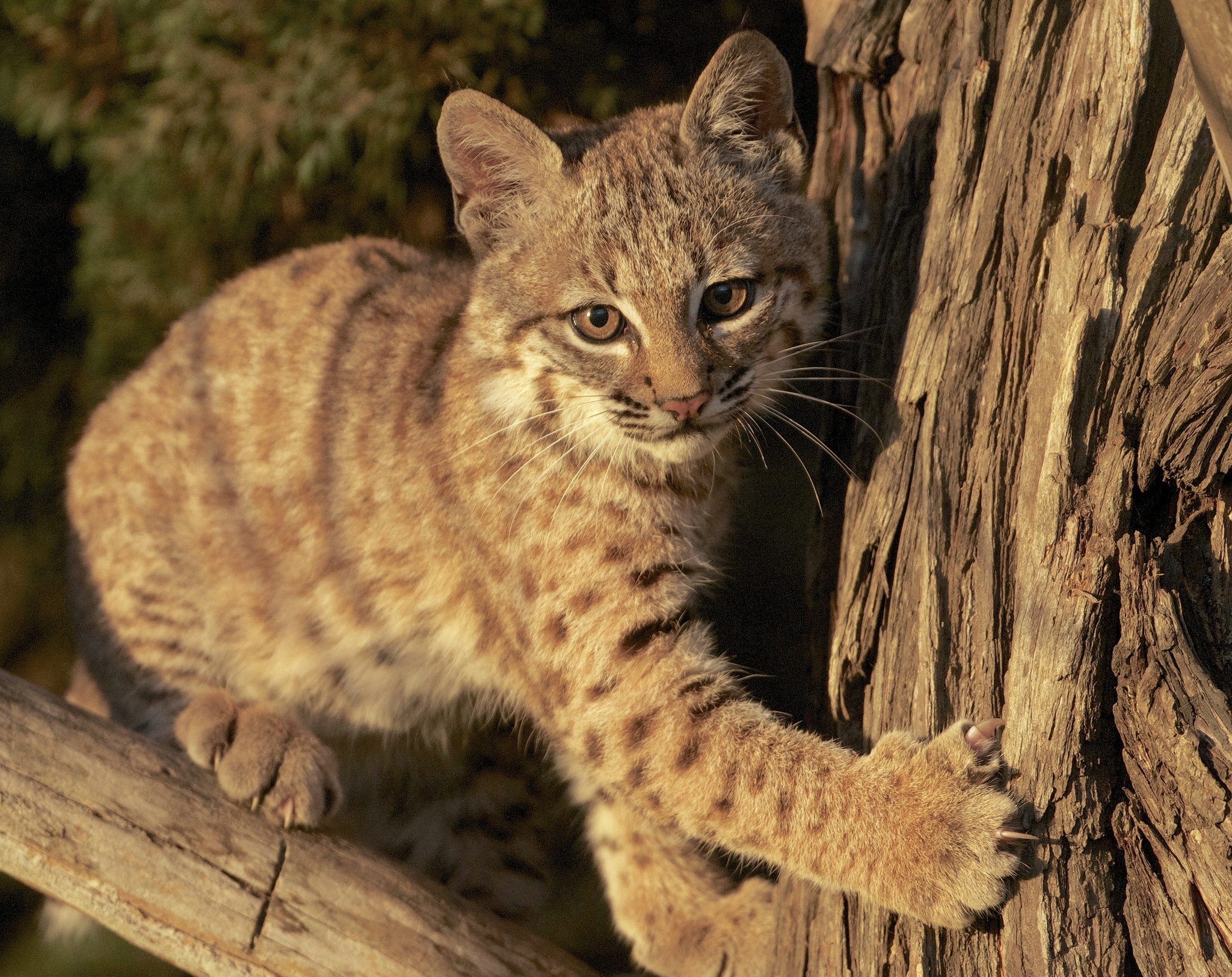 Baixar papel de parede para celular de Animais, Gatos, Animal Bebê, Filhote, Lince gratuito.